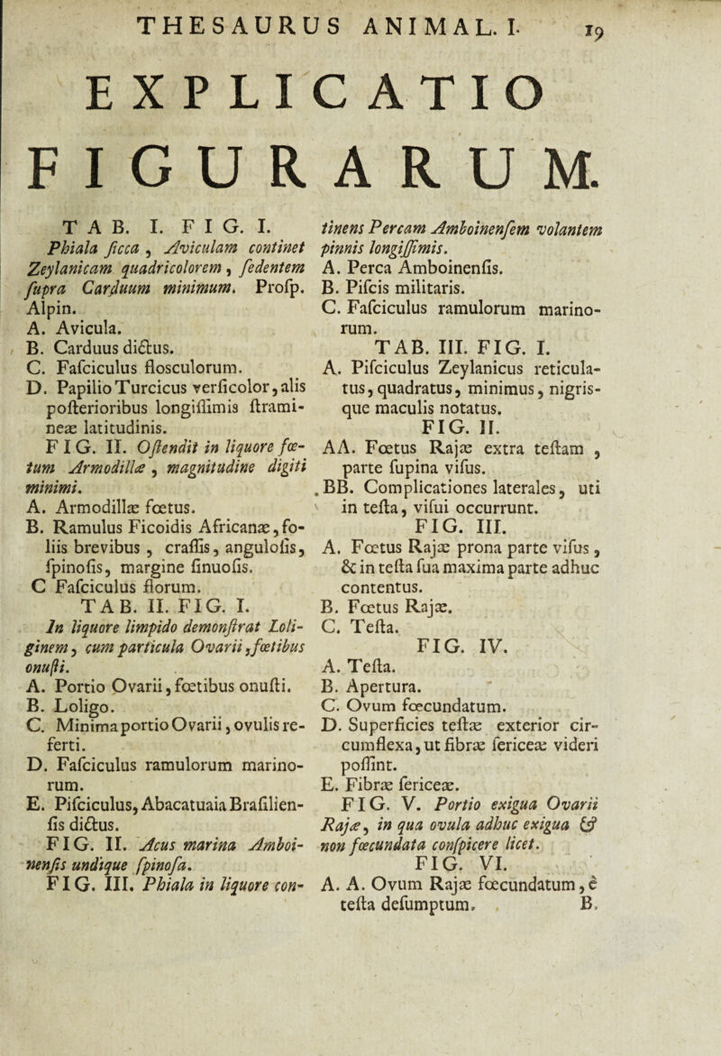 EXPLICATIO FIGURARUM. T A B. I. F I G. I. Phiala ftcca , Aviculam continet Zeylanicam quadricolorem, fedentem fupra Carduum minimum. Profp. Alpin. A. Avicula. B. Carduus didtus. C. Fafciculus flosculorum. D. Papilio Turcicus verficolor, alis pofterioribus longiffimis flrami- neae latitudinis. F I G. II. Oftenait in liquore foe¬ tum ArmodilU , magnitudine digiti minimi. A. Armodillae foetus. B. Ramulus Ficoidis Africanae,fo¬ liis brevibus , craflis, angulolis, fpinofis, margine finuofis. C Fafciculus florum. TAB. II. FIG. I. In liquore limpido demonftrat Loli¬ ginem , cum particula Ovarii,fcetibus onufli. A. Portio Ovarii,foetibus onufti. B. Loligo. C. Minima portio Ovarii, ovulis re¬ ferti. D. Fafciculus ramulorum marino¬ rum. E. Pifciculus, Abacatuaia Brafilien- fis diftus. FIG. II. Acus marina Amboi- nenjis undique fpino f a. FIG. III. Phiala in liquore con¬ tinens Percam Amboinenfem volantem pinnis longiffimis. A. Perca Amboinenfis. B. Pifcis militaris. C. Fafciculus ramulorum marino¬ rum. TAB. III. FIG. I. A. Pifciculus Zeylanicus reticula¬ tus, quadratus, minimus, nigris¬ que maculis notatus. FIG. II. AA. Foetus Rajae extra t ellam , parte fupina vifus. .BB. Complicationes laterales, uti in tefla, vifui occurrunt. FIG. III. A. Foetus Rajae prona parte vifus, & in tefla fua maxima parte adhuc contentus. B. Foetus Rajx. C. Tefla. FIG. IV. A. Tefla. B. Apertura. C. Ovum foecundatum. D. Superficies teftae exterior cir¬ cumflexa, ut fibrae fericeae videri poflint. E. Fibrae fericeae. FIG. V. Portio exigua Ovarii Rajre, in qua ovula adhuc exigua & non fcecundata confpicere licet. FIG. VI. A. A. Ovum Rajae foecundatum,e tefla defumptum, B.