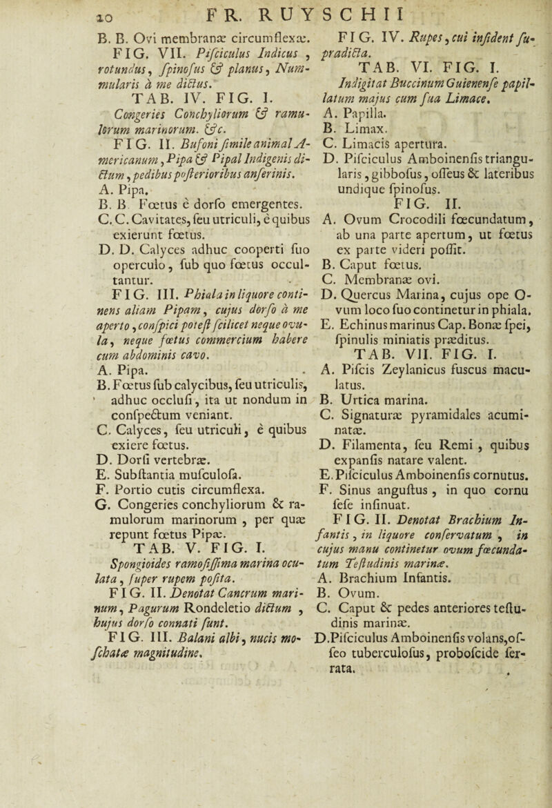 B. B. Ovi membrana? circumflexa?. FIG. VII. Pifciculus Indicus , rotundus , fpinofus £s? planus, Num¬ mularis ct me ditius. TAB. IV. FIG. I. Congeries Conchyliorum £5? ramu¬ lorum marinorum. £5?c. FIG. II. Bufonifemile animalA- mcricanum, Pipa £5? Pipal Indigenis di- flum,pedibus pofterioribus anferinis. A. Pipa. B. B Foetus e dorfo emergentes. C. C. Cavitates, feu utriculi, e quibus exierunt foetus. D. D. Calyces adhuc cooperti fuo operculo, fub quo foetus occul¬ tantur. FIG. III. Phiala in liquor e conti¬ nens aliam Pipam, cujus dorfo d me aperto, confpici potejl fcilicet neque ovu- la, neque foetus commercium habere cum abdominis cavo. A. Pipa. B. Foetus fub calycibus, feu utriculis, * adhuc occlufi, ita ut nondum in confpedtum veniant. C. Calyces, feu utriculi, e quibus exiere foetus. D. Dorii vertebrae. E. Subftantia mufculofa. F. Portio cutis circumflexa. G. Congeries conchyliorum 8c ra¬ mulorum marinorum , per quae repunt foetus Pipa;. TAB. V. FIG. I. Spongioides ramofiffima marina ocu¬ lata , fuper rupem pofita. FIG. II. Denotat Cancrum mari¬ num , Pagurum Rondeletio ditium , hujus dorfo connati funt. FI G. III. Balani albi, nucis mo- fchatee magnitudine. FIG. IV. Rupes,cui infident fu- pr adi fla. TAB. VI. FIG. I. Indigi tat Buccinum Guienenfe papil¬ latum majus cum fua Limace. A. Papilla. B. Limax. C. Limacis apertura. D. Pifciculus Amboinenfis triangu¬ laris , gibbofus, ofieus & lateribus undique fpinofus. FIG. II. A. Ovum Crocodili fcecundatum, ab una parte apertum, ut foetus ex parte videri poffit. B. Caput foetus. C. Membranae ovi. D. Quercus Marina, cujus ope O- vum loco fuo continetur in phiala. E. Echinus marinus Cap. Bonae fpei, fpinulis miniatis praeditus. TAB. VII. FIG. I. A. Pifcis Zeylanicus fuscus macu¬ latus. B. Urtica marina. C. Signaturae pyramidales acumi¬ natae. \ D. Filamenta, feu Remi , quibus expanfis natare valent. E. Pifciculus Amboinenfis cornutus. F. Sinus anguftus , in quo cornu fefe infinuat. FIG. II. Denotat Brachium In¬ fantis , in liquore confervatum , in cujus manu continetur ovum fcecunda¬ tum Tejludinis marina. A. Brachium Infantis. B. Ovum. C. Caput pedes anteriores teftu- dinis marinae. D. Pifciculus Amboinenfis volans,of- feo tuberculofus, probofcide fer¬ rata.