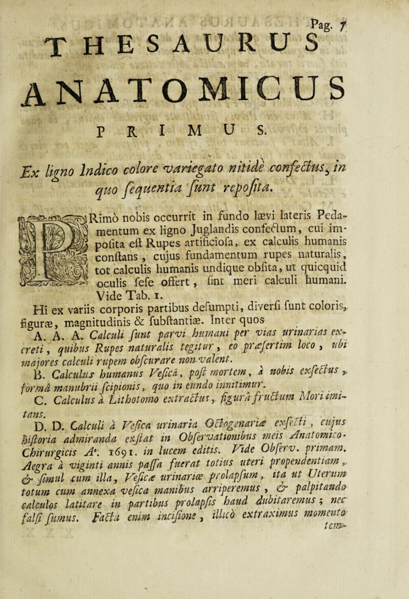 T HESAURUS ANATOMI PRIMUS. v , Ex ligno Indico colore variegato nitide confectus5 in quo fequentia funt repofta. Rimo nobis occurrit in fundo laevi lateris Peda¬ mentum ex ligno Juglandis confeftum, cui im- _ potita efl Rupes artificiofa, ex calculis humanis ^ conflans , cujus fundamentum rupes naturalis, tot calculis humanis undique obfita, ut quicquid oculis fefe offert, fine meri calculi humani. VideTab. i. Hi ex variis corporis partibus defumpti, diverti funt coloris,, figurae, magnitudinis & fubftantiae. Inter quos A. A. A. Calculi funt parvi humani per vias urinarias ex¬ creti, quibus Rupes naturalis tegitur, eo prxjcrtm loco , ubi maiores calculi rupem obfcurare non valent. B. Calculus humanus Vefica, poft mortem, a nobis exfectus r ■forma manubrii fcipionis, quo in eundo innitimur. C. Calculus a. Uthotomo extractus, figura fructum Mori imi¬ tans. , D. D. Calculi ii Vefica urinaria Octogenaria exjecti , cujus Biforia admiranda eaftat in Obfervatiombus meis Anatomico- Chirurgicis A. 1691. in lucem editis. Ride Obferv. primam. Aegra ii viginti annis paffa fuerat totius uteri propendentiam,, & fimul cum illa, Veficte urinar ice polapfum, ita ut Uterum totum cum annexa vefica manibus arriperemus , & palpitando calculos latitare in partibus prolapfis haud dubitaremus; nec falfi fumus, facta enim mcifione, illua-extraximus momento