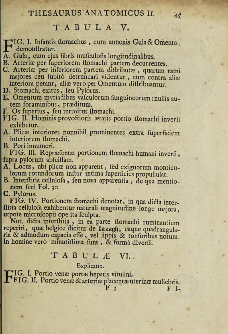 TABULA V. FIG. I. Infantis ftomachus, cum annexis Gula & Omento demonftratur. A. Gula, cum ejus fibris mufculofis longitudinalibus. B. Arteriae per fuperiorem ftomachi partem decurrentes. C. Arteriae per inferiorem partem dittributae, quarum rami majores ceu fubito detruncari videntur, cum contra alite interiora petant, aliae vero per Omentum diftribuantur. D. Stomachi exitus, feu Pylorus. E. Omentum myriadibus vafculorum fanguineorum: nullis au¬ tem foraminibus, praeditum. F. Os fuperius, feu introitus ftomachi. FIG. II. Hominis provedioris aetatis portio ftomachi inverfi exhibetur. A. Plicae interiores nonnihil prominentes extra fuperficiem I interiorem ftomachi. B. Pori innumeri. [ FIG. III. Repraefentat portionem ftomachi humani inverfi, fupra pylorum abfciflam. A. Locus, ubi plicae non apparent, fed exiguorum monticu- lorum rotundorum inftar intima fuperficies propullulat. B. Interftitia cellulofafeu nova apparentia , de qua mentio¬ nem feci Fol. 30. iC. Pylorus. FIG. IV. Portionem ftomachi denotat, in qua dida inter- I ftitia cellulofa exhibentur naturali magnitudine longe majora, utpote microfcopii ope ita fculpta. Not. dida interftitia , in ea parte ftomachi ruminantium reperiri, quae belgice dicitur de Itraagfj'5 eaque quadrangula¬ ria & admodum capacia efle , vel lippis & tonforibus notum. In homine vero minutillima funt, & forma diverfa. T A B U L & VI. Explicatio. FIG. I. Portio venae portae hepatis vitulini. FIG. II. Portio venae & arteriae placentae uterinae muliebris. F 3 FU I