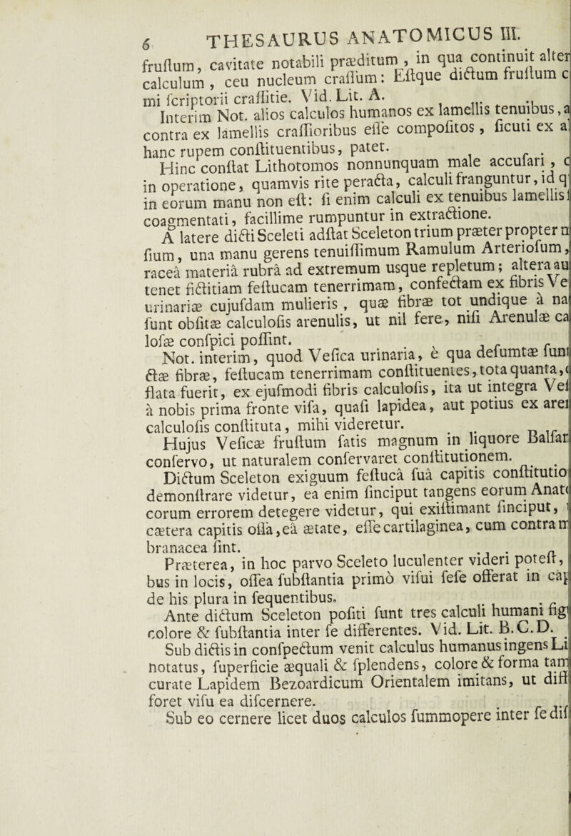 fruflum, cavitate notabili praeditum , in qua continuit alter calculum , ceu nucleum craflum: Eftque didum fruitum c mi icriptorii crafiltie. Vid.Lit. A. Interim Not. alios calculos humanos ex lamellis tenuibus,a contra ex lamellis craffioribus efle compeditos, ficuti ex a, hanc rupem conftituentibus, patet. . Hinc conflat Lithotomos nonnunquam male acculari , c in operatione, quamvis rite perada, calculi franguntur, idq in eorum manu non eft: fi enim calculi ex tenuibus lameilisl coagmentati 5 facillime rumpuntur in extiactione. A latere didi Sceleti adftat Sceleton trium praeter propter n fium , una manu gerens tenuiflimum Ramulum Artei loium, racea materia rubra ad extremum usque repletum; altera au tenet fiditiam feflucam tenerrimam, confedam ex fibris Ve urinariae cujufdam mulieris , quae fibrae tot undique a na funt obfitae calculofis arenulis, ut nil fere, nifi Aienulae caj Iolae confpici poflint. r Not. interim, quod Vefica urinaria, e qua defumtae iunt ftae fibrae, feflucam tenerrimam conllituentes,totaquanta,< flata fuerit, ex ejufmodi fibris calculofis, ita ut integra Veli a nobis prima fronte vifa, quafi lapidea, aut potius ex areia calculofis conilituta, mihi videretur. Hujus Veficae fruflum fatis magnum in liquore iialian confervo, ut naturalem confervaret conllitutionem. Diftum Sceleton exiguum feftuca fua capitis conftitutio demonflrare videtur, ea enim finciput tangens eorum Anat< eorum errorem detegere videtur, qui exiflimant finciput, caetera capitis ofla,ea aetate, efle cartilaginea, cum contra m branacea flnt. . a Praterea, in hoc parvo Sceleto luculenter videri potelt, bus in locis, oflea fubflantia primo viiui fele offerat in cap de his plura in fequentibus. Ante diftum Sceleton pofiti iunt tres calculi humani ngii colore & fubflantia inter fe diflerentes. Vid. Lit. B.O.D. . Sub diftisin confpeftum venit calculus humanus ingens Li notatus, fuperficie aequali & fplendens, colore & forma tam curate Lapidem Bezoardicum Orientalem imitans, ut ditt foret vifu ea difeernere. . Sub eo cernere licet duos calculos fummopere inter fedir