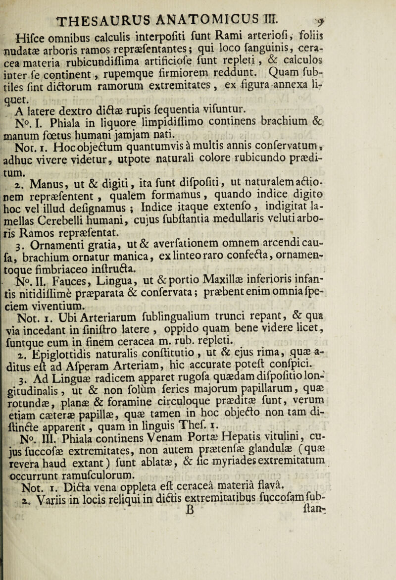 Hifce omnibus calculis interpofiti funt Rami arteriofi, foliis nudatas arboris ramos repraefentantes; qui loco fanguinis, cera¬ cea materia rubicundiffima artificiofe funt repleti, & calculos inter fe continent, rupemque firmiorem reddunt. Quam fub- tiles fint didorum ramorum extremitates , ex figura annexa li¬ quer. A latere dextro didae rupis fequentia vifuntur. N°. I. Phiala in liquore limpidiflimo continens brachium & manum foetus humani jam jam nati. Not. i. Hocobjedum quantumvis4 multis annis confervatum, adhuc vivere videtur, utpote naturali colore rubicundo praedi- tum. „ , ■ z. Manus, ut & digiti, ita funt difpofiti, ut naturalemadio- nem repraefentent , qualem formamus, quando indice digito hoc vel illud defignamus ; Indice itaque extenfo , indigitat la¬ mellas Cerebelli humani, cujus fubfiantia medullans veluti arbo¬ ris Ramos repraefentat. 3. Ornamenti gratia, ut & averfationem omnem arcendi cau- fa , brachium ornatur manica, ex linteo raro confeda, ornamen¬ toque fimbriaceo inftruda. N°. II. Fauces, Lingua, ut & portio Maxillae inferioris infan¬ tis nitidiflime praeparata & confervata; praebent enim omnia fpe- ciem viventium. Not. i. Ubi Arteriarum fublingualium trunci repant, & qua via incedant in finiftro latere , oppido quam bene videre licet, funtque eum in finem ceracea m. rub. repleti. z. Epiglottidis naturalis conftitutio , ut & ejus rima, quae a- ditus eft ad Afperam Arteriam, hic accurate poteft confpici. 3. Ad Linguae radicem apparet rugofa quaedam difpofitio lon¬ gitudinalis , ut & non folum feries majorum papillarum, quae rotundae, planae & foramine circuloque praeditae funt, verum etiam caeterae papillae, quae tamen in hoc objeci.o non tam di¬ ffinde apparent, quam in linguis Thef. 1. ... N°. III. Phiala continens Venam Portae Hepatis vitulini, cu¬ jus fuccofae extremitates, non autem praetenfae glandulae (quae revera haud extant) funt ablatae, & fic myriades extremitatum occurrunt ramufculorum. Not. 1. Dida vena oppleta eft ceracea materia flavit. a. Variis in locis reliqui in didis extremitatibus fuccofamfub- I - B  ftat>