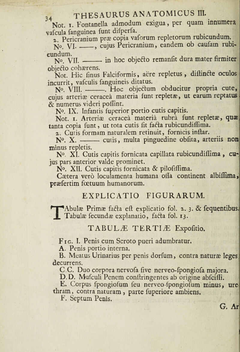 Not. I. Fontanella admodum exigua, per quam innumera vafcula fanguinea funt difperfa. x. Pericranium prae copia vaforum repletorum rubicundum. jq0. VI. __, cujus Pericranium , eandem ob caufam rubi- CUnNdoUmV,l. _in hoc objeflo remanfit dura mater firmiter objedo cohaerens. Not. Hic finus Falciformis, aere repletus, diftincte oculos incurrit, vafculis fanguineis ditatus. No, VIII. _. Hoc objedum obducitur propria cute, cujus arteriae ceracea materia lunt repletae, ut earum reptatus & numerus videri pollint. N°. IX. Infantis fuperior portio cutis capitis. Not. i. Arteriae ceracea materia rubra funt repletae, qua tanta copia funt, ut tota cutis iit fafta rubicundiflima. x. Cutis formam naturalem retinuit, fornicis inftar. N°. X. - cutis, multa pinguedine obfita, arteriis non minus repletis. N°. XI. Cutis capitis fornicata capillata rubicundiflima , cu¬ jus pars anterior valde prominet. N°. XII. Cutis capitis fornicata & pilofiflima. Caetera vero loculamenta humana olla continent albiflima, praefertim foetuum humanorum. EXPLICATIO FIGURARUM. TAbulae Primas fafta eft explicatio fol. x. 3. & fequentibusj Tabulae fecundae explanatio, fafta fol. 13. TABULiE TERTIAE Expofitio. ‘ Fig. I. Penis cum Scroto pueri adumbratur. A. Penis portio interna. j B. Meatus Urinarius per penis dorfum, contra naturas leges decurrens. C C. Duo corpora nervofa five nerveo-fpongiofa majora. i D. D. Mufculi Penem conllringentes ab origine abfcifli. E. Corpus fpongiofum feu nerveo-fpongiofum minus, ure¬ thram , contra naturam , parte fuperiore ambiens. F. Septum Penis. f| G. Ar