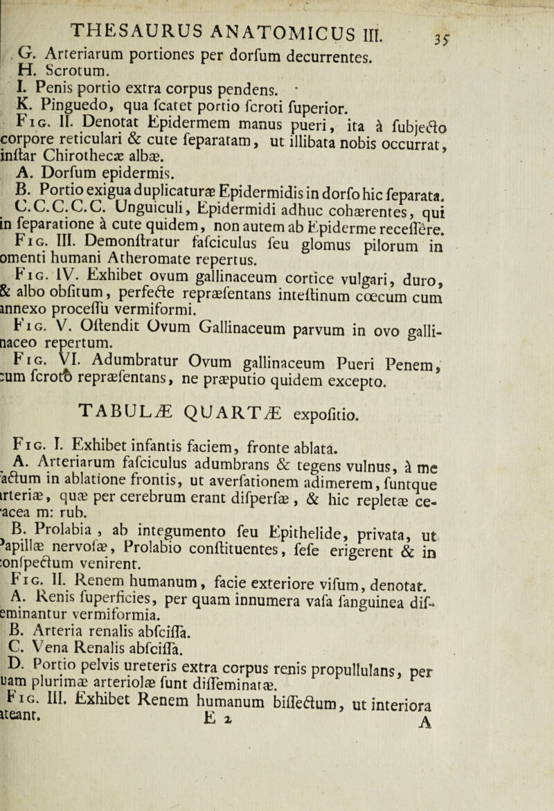 i. G. Arteriarum portiones per dorfum decurrentes. H. Scrotum. I. Penis portio extra corpus pendens. • K. Pinguedo, qua fcatet portio fcroti fuperior. Fig. II. Denotat Epidermem manus pueri, ita & fubjefto corpore reticulari & cute feparatam, ut illibata nobis occurrat, inltar Chirothecse alba?. A. Dorfum epidermis. B. Portio exigua duplicaturae Epidermidis in dorfo hic feparata. C. C.C.C.C. Unguiculi, Epidermidi adhuc cohaerentes, qui in feparatione a cute quidem, non autem ab Epiderme recellere, Fig. III. Demonllratur faiciculus feu glomus pilorum in omenti humani Atheromate repertus. F Fig. IV. Exhibet ovum gallinaceum cortice vulgari, duro, & albo obfitum, perfefie repraefentans inteltinum coecum cum innexo procelTu vermiformi. h i g. V. Oltendit Ovum Gallinaceum parvum in ovo «Galli¬ naceo repertum. & Fig. VI. Adumbratur Ovum gallinaceum Pueri Penem, 'um fcrott) repraefentans, ne praeputio quidem excepto, TABULAE QUARTA expolitio. Fig. I. Exhibet infantis faciem, fronte ablata. A. Arteriarum fafciculus adumbrans & tegens vulnus, k me 'aftum in ablatione frontis, ut averfationem adimerem, funtque irteriae, quas per cerebrum erant difperfae , & hic replette ce- •acea m: rub. B. Prolabi a , ab integumento feu Epithelide, privata, ut apillae nervoiae, Prolabio conflituentes, fele erigerent & in :on(peelum venirent. Fig. II. Renem humanum, facie exteriore vifum, denotat. A. Renis fuperficies, per quam innumera vafa fanguinea dif- eminantur vermiformia. B. Arteria renalis abfcilTa. C. Vena Renalis abfcilTa. D. Portio pelvis ureteris extra corpus renis propullulans, per nam plurimae arteriolae funt diffeminaras. Eig. III. Exhibet Renem humanum bifleftum, ut interiora tteant. E z a
