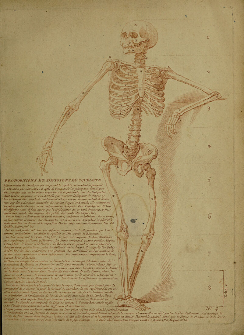 . ■ Ém à 1 J ni JPROPORTIOJYS ET DIVISIONS BU S QUEUETE \ f L emtni eratien tle tous les os qui composent le squelete-, se. montant 1/ peu y ires a 23X .n est pas necessaire ; il suffît de bien.savoir lesprincipaux ■ Lette Jn/ure , et la. .smvdnte sont . -ur les /ne/nes propoi'ho/is de fa precedente : une des huit parties étant divisée en quatre servira d échelle fuir mesurer la longueur de chaque os . T les os doivent être considérés relativement à leurs uxayes, comme autant de leviers mus par des puissances auxquelles ils servent d'appui et dattache ils soutiennent les jjulres parties ilu eoip s, et en a ont comme la charpente • J’our l'intelligence de lotis \ les différais noms, d faut savoir aile la conllpuration des es varie leaticeup, y en_1 | % en/anl des yrands , des moyens, des petits , des ronds , des larcres • . à Les os lenos se distinyuent en partie moyenne, supérieure et inférieure : les es laryes, t f enfaet externe etmterne ■ Les Anatomistes ont dorme' le nom d'apop/rise enycrierai a toute élévation au dessus de la superficie d'im os , elles sont aussi nommées Tête, Col, Coudile, Tubérosité fis Tes os sont remis nitr eux par différens moi/ens, -c'est celtejonction que l'on, nomme articulation ■ On divise le squelefe en Tête ,Tronc et Extrémité', Ta T:te comprend te Crâne et /</ face ; fa face est composée de deux JtfàCfiolres, une supérieure et l'autre infér ieure . Le Tronc comprend quatre parties, l'Epine, l'Omoplate , le Ta me et le Dassin , Le 3a. '■sut est un yrarul os pu a plusieurs dénominations particulières, •c/on (es différens cotes: devant, il s'appelle l'Os Pubis a cote, Vos des des, et derrière Vos Ischium Les Extrémités sentait nombre de quatre, deux supérieur es et leu.\ C inférieures ■ Tes supérieures comprennent le BrcL l'avant-liras cl la Aîam . le lir as est compose' d'un seul os , et l avanl-Dras est compose'de deux, outre Le mouvement de tlechên et d'e.xlcn ion qu’ils Vont ensemble e l avait t- liras ^ fa li¬ ée lui de pronation et de supination , pronation veut dire , lorsqu'on tourne le dedans de la Afarrn vers ta terre dans t fiction du Bras droit de cette (taure, alors les deux os sc Croisent : le mouvement de supination est le contraire , etjorsqu 'en ' tourne le dedans de ta Afetin vers le Ciel. les Extrémités m terre ares se divisent ai , i Ctnsse, Rotule , <. rambe et Pied. Los de la Cuisse est le plus prand de but te corps, il est voûte par devant pour la commodité' de s’asseoir et pour tq firme te du marcher ; la te te pipe rie are de cet es n'estpomt en droite lujmc, au dessus e/le se courbe du cote de l’Os Isc/num ou elle va s 'emboîter .A l'articulation de lOs de la Cuisse avec celui de la Jambe, ily a tin petit- os rond appelle Rotule qui empeehe que les deux os ne fiée lussent en devant-. T.a Jambe est composée de deux os comme a l'av'anC-Bras, mars ne (hit- pas d'autre mouvement que celui de élection et d'extension , Chaque partie sera expliquée séparément en leur place ; Je me suis attache parfieutiere/nen a ! articulation et a la ponction de chaque es. comme oh est indispensablement obligé de les s ‘ or ns de / os comme étant lotuottrs cac/je-j ctijênt cette ftçntre ci et la suivante pour en d< nreportions ■ Les noms des os sent a ta 'table de la fia ■ suivante . çjf 'e • y;'.:;: ' éfrcJCnso- ■ f ^ î ”3 T % w Wf 4~ savoir, et auxquelles on doit porter le plus d’allenhan : j ai nca/iqe le donner l'e/ueemblepeeierad, iiinxi que la forme de chaque os arec leurs r,^.. -r ncr c * ArP-z -r*,. A Paris clés Üemarieau Graveur. Cfoüre A.Aeewit, QTA.,Jacques JtFsSo.