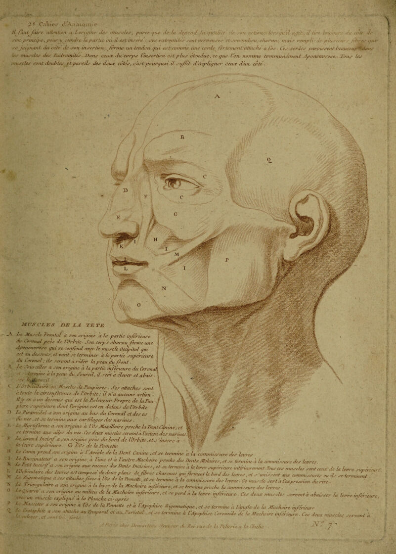 2 ? Calner d/Anatonue il faut faire a/lonlion a L origine des musc les, parce que de la dépend ta gr.duc de son action-;- lorsqu'il agit . il tir e bru.”. du cote de sou principe, pouryjoindre.lapartie* oiu il- es b inséré : ses extrémités sont nerveuses et sonrmlieu charme, mais rempli dephuneu fibres qiu~ se Joignant du cote' de son insertion .forme un tendon tpu esbeomme une corde forte nient attache a l'os Ces cordes paraissent beaucoupdam tes muscles des Extrémités . Dans ceux, du corps Itnsertum/ est plus étendue, ce pue l'on nomme communément Avoncnvrose . lotis les muscles sont doubles et pareils des deux cotés, céstrpourqiuri il sy/Rb d'éxfdiquer ceux d'un côté. MUSCLES DELA TETE _A Le Muscle Frontal a son o moine 'a la par de inférieure du Corcmal près de l'Orbite, don corps charnu f forme une Apmcuvrose pin se confond avec le muscle Occipital qui est au dessous, et vont se terminer a la partie supérieure du Loronal ; ils servent a rider la peau du fout . l; ^'c dourcdler a son origine a la partie inferieure du termine a la peau du Sourcil, il sert a éleva' et abois - ser ro \ ■ii ■ t L Orlncidaù’e ou Muscles de Paupières . Ses attaches sont d toute la circonférence de l’Orbite ; il n'a aucune action ■ Tlp en a un dessous qui est le Rcleveur Proprre de la Pau¬ pière supérieure dont l'oripme est en dedans de l'Orbite T) Le Ptramidal a son origine au bas du Coronal et des os du nés, et se termine aux cartilages des narines . J-. Le Mgrtifbrmc a son oripine à l'Os Maxillaire proche la Dent sc lermine aux ailes du nés .Ces deux muscles servent a l'action des narines. J-' Le urond Incisif a son onpine fores du bord de l'Orbite, et s’insère a la levre supérieure • G Liûs de la Pc mette . v ,r H Le Canin prend son oripine h l'Avéolc de la Dent Canine , et sc lermine 'a la commissure des levres I ¥ p,lCanateZ a J'°n orfmc * Vime ef a l'autre Mâchoire proche des Dents Molaires, e! se termine il la commissure des levres. I L'Or lie 7 ''' ÛrlRlne aUX rafres des Dents Incisives, et se termine a la terre supérieure intérieurement. Tous ces muscles sont ceux de la levre. supérieure. M ri p ' fTT Y flbreS charnuei ^forment le bord des levres, et s ’ unissent aux commissures ou ds se terminent . * Y Zf? fC a ^ aUach^T, a l°S de hl V°7netk ' « '« commissure des levres. Ce muscle sert il l'expression du rire . ■ \ Le lnanpuUnre a son onpine a la base de la Mâchoire mférieure, et se termine floche la commissure des levres . ■e Quvre a son onpine aii milieu de la Machmre Infcncure.et se perd A la levre inférieure . Ces deux muscles servent'a abaissa' la levre infeéieicre avec un muscle explique a la Planche ci-apres . J ' I’ Le Masseter a son origine 'a l'ûs de (a Pane fie et A ï'Apopfdse Z .fanatique , et se termine h l angle de la Mâchoire inférieure - . ffcp ute a .. on attache au n-iuporal et au. Pane/al, et se termine à l'Apop/rise Ccronoide de lu Mâchoire inferieure . Ces deux muscles servent à */ rtlfver ,<?t jwnt Ires fort-j