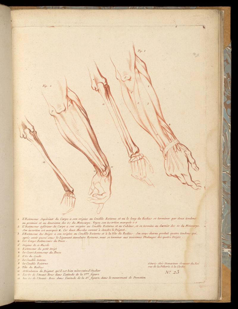 ( a b C. J e 'f > A / ni n Fij. i. Lonp Supinaleur du Bcv/an Extenseur Sup erreur du Carpe l'Extenseur des Boxpts L Extenseur Inférieur' du Carpe Extenseur du petit Bonjt Extenseur' du Fouee Ligament Annulaire Articulation de l'Os du Bras avec les Os de l'Avant-Bras pi’tl est très necessaire de bien étudier, crmsi pie la forme -x de la Te te de chacjue Os , dans laction de la^ figure 1 e.re Articulation des Os de l'Avant - Bras avec le Carpe eju ilr est très nécessaire d 'étudier Fia. 2. cfdit voir lajvrrne de l'Avant-Bras ploi/é dans L’action de Pronation L'Os du Coude a découvert Le Fiée tass eur Inferieur du Carpe pion voit rnari/ué X ['iriser bon Les Os de l'Avant - Bras dans Faction de la^figicre seconde