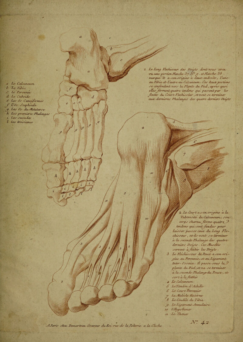 % de/ Cour b (w on-errxpine- cela' Tubérosité- chu Calcanéum./, soru corps charrueJorrmcpLalreéd tendons cpu/sonF fendus1 pour dais fer passer céteau du, dorup Flé¬ chisseur , et ils-nonl s es term iner eu la. seconde Phalanac. des epuutre/ derniers Doijpts , Ces ddus clés servent- ajlechir les Dcup ts ■ De;Fléchisseur diuPcruce/ cusem/orr/- c/ines an. Perennee/, et> cttudupcernent- Inter - Osseuse, iL passe/ sous laJP plante- du Pied/, etrveu ses terminer a/la seconde- Fhalanj/c die Pouce/, etc ser b d le-fléchir 4 de Calcanéum, d J/cldendon- dJ-Aehdle/ d de- Ccncrtdercrnmer LcuÆaleo le.- Foc. terne/ de Caudale chulxbicu- jp T/e hq ornent etnmdnre/ 10 iFBjppe Bienar 11 de Thenar 1 le.darup Fléchisseur des Dcrljpts dontrvaus eneex- 'trii-imc--portion-Tlanchedp hé? a . ct Flanchc 3S • marp.ee/ D eu serruorupme. eu deux.’/ efidro ibs, laine/ au-Tibia-et- l'autre/au Calcanéum-. Ces deux, portions se/ ce rifbnient l'ers la. Plante/ diuPied/, apres cpien e îles ~for nient quatre/ tendons pue passenbpar les ^Fentes chu Cour FlleeJusséur , etrvont se/ terminer' aux. dernieres P/uilanjTcs des cjuaIre derniers Fo/pts a de Calcanéum- b Le Tibia C Le Ferannee- d. Le Cuboïde € Léo' Os Cunéiformes ^f dOs Scap horde jp Les Os diisMetatarse h Les premier'esPhalatupes i. Les secondes b Les troisic/nes rlParis cher Demarteazu ûraveur chuRcn rue de la Pellene. a la- Cloche-