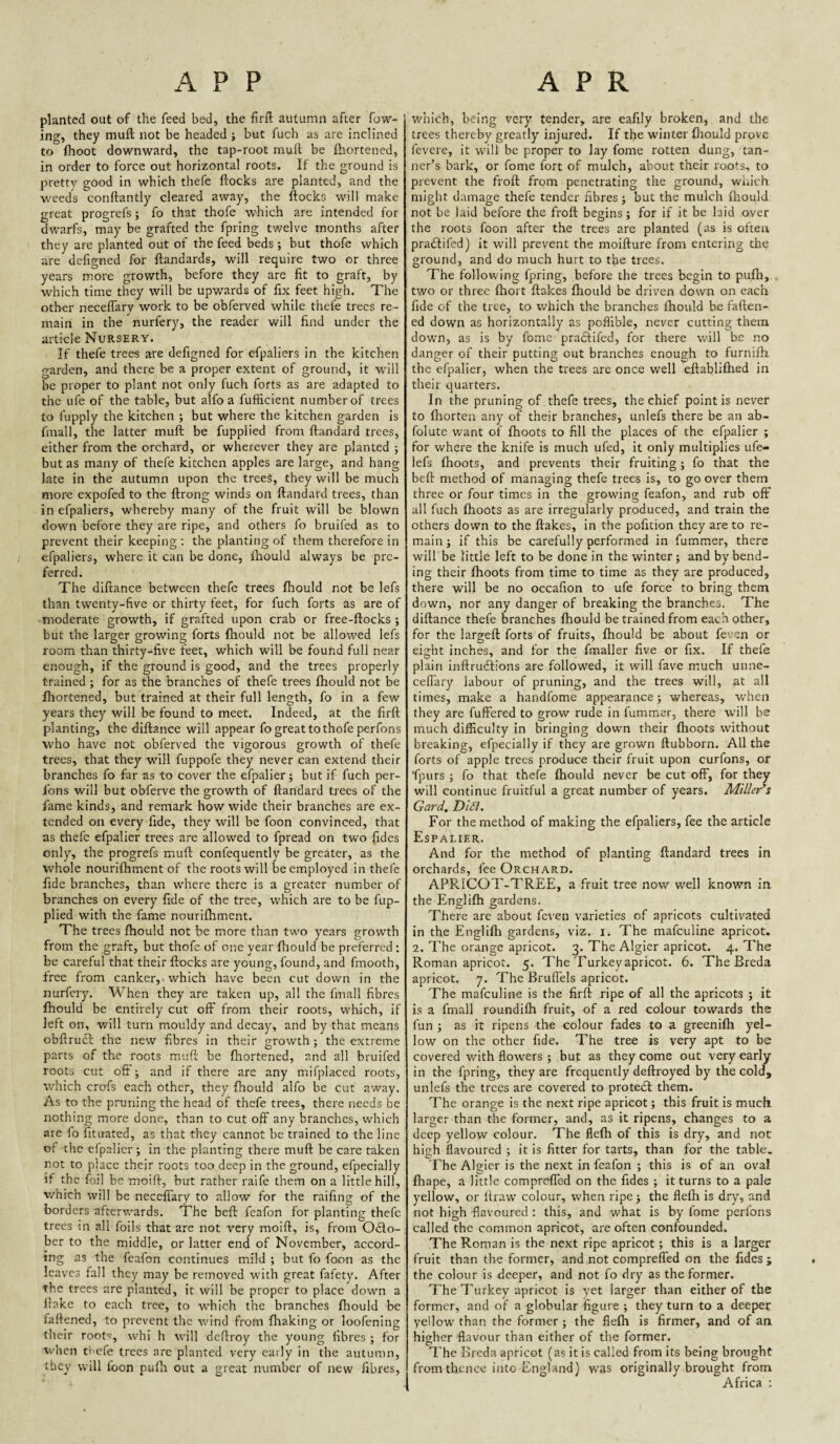 A P P APR planted out of the feed bed, the firll: autumn after fow- ing, they muft not be headed ; but fuch as are inclined to {hoot downward, the tap-root mull be fhortened, in order to force out horizontal roots. If the ground is pretty good in which thefe ftocks are planted, and the weeds conftantly cleared away, the ftocks will make great progrcfs; fo that thofe which are intended for dwarfs, may be grafted the fpring twelve months after they arc planted out of the feed beds ; but thofe which are defigned for ftandards, will require two or three years more growth, before they are fit to graft, by which time they will be upwards of fix feet high. The other neceflary work to be obferved while thefe trees re¬ main in the nurfery, the reader will find under the article Nursery. If thefe trees are defigned for efpaliers in the kitchen garden, and there be a proper extent of ground, it will be proper to plant not only fuch forts as are adapted to the life of the table, but alfo a fufficient number of trees to fupply the kitchen ; but where the kitchen garden is fmall, the latter muft be fupplied from ftandard trees, either from the orchard, or wherever they are planted ; but as many of thefe kitchen apples are large, and hang late in the autumn upon the trees, they will be much more expofed to the ftrong winds on ftandard trees, than in efpaliers, whereby many of the fruit will be blown down before they are ripe, and others fo bruifed as to prevent their keeping : the planting of them therefore in efpaliers, where it can be done, ftiould always be pre¬ ferred. The diftance between thefe trees fhould not be lefs than twenty-five or thirty feet, for fuch forts as are of moderate growth, if grafted upon crab or free-ftocks ; but the larger growing forts ftiould not be allowed lefs room than thirty-five feet, which will be found full near enough, if the ground is good, and the trees properly trained; for as the branches of thefe trees ftiould not be fhortened, but trained at their full length, fo in a few years they will be found to meet. Indeed, at the firft planting, the diftance will appear fo great to thofe perfons who have not obferved the vigorous growth of thefe trees, that they will fuppofe they never can extend their branches fo far as to cover the efpalier; but if fuch per- Ibns will but obferve the growth of ftandard trees of the fame kinds, and remark how wide their branches are ex¬ tended on every fide, they will be foon convinced, that as thefe efpalier trees are allowed to fpread on two fides only, the progrefs muft confequently be greater, as the whole nouriftiment of the roots will be employed in thefe fide branches, than where there is a greater number of branches on every fide of the tree, which are to be fup¬ plied with the fame nouriftiment. The trees ftiould not he more than two years growth from the graft, but thofe of one year fhould be preferred ; be careful that their ftocks are young, found, and fmooth, free from canker, which have been cut down in the nurfery. When they are taken up, all the finall fibres ftiould be entirely cut off from their roots, which, if left on, v/iil turn mouldy and decay, and by that means obftrucl the new fibres in their growth; the extreme parts of the roots muft be fhortened, and all bruifed roots cut oft ; and if there are any mifplaced roots, which crofs each other, they fhould alfo be cut away. As to the pruning the head of thefe trees, there needs be nothing more done, than to cut off any branches, which are fo fituated, as that they cannot be trained to the line of the efpalier ; in the planting there muft be care taken not to place their roots too deep in the ground, efpecially if the foil be moift, but rather raife them on a little hill, which will be neceffary to allow for the raifing of the borders afterwards. The beft feafon for planting thefe trees in all foils that are not very moift, is, from Odlo- ber to the middle, or latter end of November, accord¬ ing as the feafon continues mild ; but fo foon as the leaves fall they may be removed with great fafety. After the trees are planted, it will be proper to place down a ftake to each tree, to which the branches ftrould be faftened, to prevent the wind from fhaking or loofening their root'?, whi h will deftroy the young fibres ; for when ti'cfe trees are planted very early in the autumn, they will foon puftt out a great number of new fibres. v.'hich, being very tender, are eafily broken, and the trees thereby greatly injured. If the winter ftiould prove fevere, it will be proper to lay fome rotten dung, tan¬ ner’s bark, or fome fort of mulch, about their roots, to prevent the froft from penetrating the ground, which might damage thefe tender fibres ; but the mulch fnould not be laid before the froft begins; for if it be hid over the roots foon after the trees are planted (as is often pradtifed) it will prevent the moifture from entering the ground, and do much hurt to the trees. The following fpring, before the trees begin to pufti, two or three fhort ftakes ftiould be driven down on each fide of the tree, to which the branches fhould be faften¬ ed down as horizontally as poflible, never cutting them down, as is by fame praefifed, for there will be no danger of their putting out branches enough to furnifti the efpalier, when the trees are once well eftabliftied in their quarters. In the pruning of thefe trees, the chief point is never to ftiorten any of their branches, unlefs there be an ab- folute want of ftioots to fill the places of the efpalier ; for where the knife is much ufed, it only multiplies ufe- lefs fhoots, and prevents their fruiting; fo that the beft method of managing thefe trees is, to go over them three or four times in the growing feafon, and rub off all fuch ftioots as are irregularly produced, and train the others down to the ftakes, in the pofition they are to re¬ main; if this be carefully performed in fummer, there will be tittle left to be done in the winter ; and by bend¬ ing their ftioots from time to time as they are produced, there will be no occafion to ufe force to bring them down, nor any danger of breaking the branches. The diftance thefe branches fhould be trained from each other, for the largeft forts of fruits, ftiould be about feven or eight inches, and for the fmaller five or fix. If thefe plain inftruftions are followed, it will fave much unne- ceflary labour of pruning, and the trees will, at all times, make a handfome appearance; whereas, when they are fuffered to grow rude in fummer, there will be much difficulty in bringing down their ftioots without breaking, efpecially if they are grown ftubborn. All the forts of apple trees produce their fruit upon curfons, or fpurs ; fo that thefe ftiould never be cut off, for they will continue fruitful a great number of years. Miller’s Card, Didl. For the method of making the efpaliers, fee the article Espalier. And for the method of planting ftandard trees in orchards, fee Orchard. APRICOT-TREE, a fruit tree now well known in the Englifti gardens. There are about fei'en varieties of apricots cultivated in the Englifti gardens, viz. i. The mafeuline apricot. 2. The orange apricot. 3. The Algier apricot. 4. The Roman apricot. 5. The Turkey apricot. 6. The Breda apricot. 7. The Brullels apricot. The mafeuline is the firft ripe of all the apricots ; it is a fmall roundifti fruit, of a red colour towards the fun ; as it ripens the colour fades to a greenifh yel¬ low on the other fide. The tree is very apt to be covered with flowers ; but as they come out very early in the fpring, they are frequently deftroyed by the cold, unlefs the trees are covered to protedl them. The orange is the next ripe apricot; this fruit is much larger than the former, and, as it ripens, changes to a deep yellow colour. The flefti of this is dry, and not high flavoured ; it is fitter for tarts, than for the table. 'Ehe Algier is the next in feafon ; this is of an oval fhape, a little compreffed on the fides ; it turns to a pale yellow, or ftraw colour, when ripe ; the flefti is dry, and not high flavoured : this, and what is by fome perfons called the common apricot, are often confounded. The Roman is the next ripe apricot; this is a larger fruit than the former, and not compreffed on the fides ; the colour is deeper, and not fo dry as the former. The Turkey apricot is vet larger than either of the former, and of a globular figure ; they turn to a deeper yellow than the former ; the flefti is firmer, and of an higher flavour than either of the former. The Breda apricot (as it is called from its being brought from thence into England) w'as originally brought from Africa :