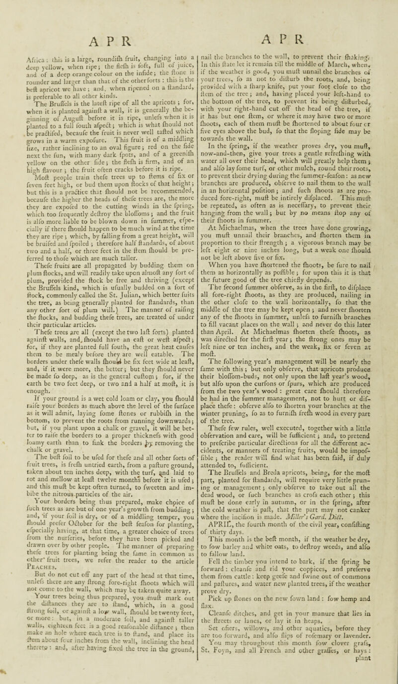 APR Afiica ; thio is a large, roundifli fruit, changing into a deep yellow, when ripe; the fiefh is foft, full ol juice, and of a deep orange colour on the infide; the ftonc is rounder and larger than that of the other forts : this is the bert apricot we have ; and, when ripened on a ftandard, is preferable to all other kinds. The Bruflels is the lateft ripe of all the apricots ; for, when it is planted againft a W’all, it is generally the be¬ ginning of Auguft before it is ripe, unlefs when it is planted to a full fouih afpedt; which is what flrould not . be pradlifed, becaufe the fruit is never well tafted which grows in a warm cxpofurc. T his fruit is of a middling fize, rather inclining to an oval figure; red on the fide next the fun, with many dark fpots, and of a greenifli yellow on tlie other fide; the flefh is firm, and of an high flavour ; the fruit often cracks before it is ripe. Moft people train thefe trees up to ftems of fix or feven feet high, or bud them upon flocks of that height; but this is a pradtice that fhould not be recommended, becaufe the higher the heads of thele trees are, the more they are expoled to the cutting winds in the fpring, which too frequently deflroy the bloflbms; and the fruit is alfo more liable to be blown down in fummer, efpe- cially if there fhould happen to be much wind at the time they are ripe ; which, by falling from a great height, will be bruifed and fpoiled ; therefore half ftandards, of about two and a half, or three feet in the ftem fliould be pre¬ ferred to thofe which arc much taller. Thefe fruits are all propagated by budding them on plum flocks, and will readily take upon almofl any fort of plum, provided the flock be free and thriving (except the Bruflels kind, which is ufually budded on a fort of flock, commonly called the St. Julian, which better fuits the tree, as being generally planted for ftandards, than any other fort of plum will.) The manner of raifing the flocks, and budding thefe trees, are treated of under their particular articles. Thefe trees arc all (except the two lafl forts) planted againft walls, and„ fhould have an eaft or weft afpedl; for, if they are planted full fouth, the great heat caufes them to be mealy before they are well eatable. The borders under thefe walls fhouW be fix feet wide at leaft, and, if it were more, the better; but they fhould never be made fo deep, as is the general cuflopt; for, if the earth be two feet deep, or two and a half at moft, it is enough. If your ground is a wet cold loam or clay, you fhould laife your borders as much above the lev'el of the furface as it will admit, laying fome ftenes or rubbiflt in the bottom, to prevent the roots from running downwards; but, if you plant upon a chalk or gravel, it will be bet¬ ter to raife the borders to a proper thicknefs with good loamy earth than to fink the borders removing the chalk or gravel. The befl foil to be ufed for thefe and all other forts of fruit trees, is frefli untried earth, from a pafture ground, taken about ten inches deep, with the turf, ^nd laid to rot and mellow at leaft twelve months before it is ufed ; and this mull be kept often turned, to fweeten and im¬ bibe the nitrous.particles of the air. Your borders being thus prepared, make chpice of fuch trees as are but of one year’s growth from budding ; and, 'if your foil is dry, or of a middling temper, you fhould prefer Odlober for the befl feafon for planting, efpecially having, at that time, a greater choice of trees from the nurferies, before they have been picked and drawn over by other people. 'I'he manner of preparing thefe trees for planting being the fame in common as other fruit trees, we refer the reader to the article Peaches. But do not cut ofF any part of the head at that time, unlefs there are any flrong fore-right fhoots which will not come to the wall, which may be taken quite a'vay. Your trees being thus prepared, you mull mark out the diflanccs they are to Hand, which, in a good Itrong (oil, or againft a low wall, fhould be twenty feet, or more . but, in a moderate foil, and againft taller walls, eighteen feet is a good rcafonable diflance ; then make an hole where each tree is to ftand, and place its -Icin about feur inches from the wall, inclining the head thcicto . and, after having fixed the tree in the ground. nail the branches to the wall, to prevent their fhaking; In this ftatc let it remain till the middle of March, wheiiy if the weather is good, you mull unnail the branches of your trees, fo as not to dillurb the roots, and, being provided with a lharp knife, put your foot dole to the lletn of the tree; and, having placed your left-hand to the bottom of the tree, to prevent its being dillurbed, with your right-hand cut off the head of the tree, if it has but one ftem, or where it may have two or more fhoots, each of them miift be fhortened to about four cr five eyes above the bud, fo that the Hoping fide may be towards the wall. In the fpring, if the weather proves dry, you muft, now-and-then, give your trees a gentle rcfrefhing with water all over their head, which will greatly help them; and alfo lay fome turf, or other mulch, round their roots, to prevent their drying during the fummer-feafon: as new branches are produced, obferve to nail them to the wall in an horizontal pofition ; and fuch fhoots as are pro¬ duced fore-right, muft be intirely difplaced. This muft be repeated, as often as is necefiary, to prevent their hanging from the wall; but by no means flop any of their flioots in fummer. At Michaelmas, w'hen the trees have done grow’ing, you muft unnail their branches, and fhorten them in proportion to their ftrength ; a vigorous branch may be left eight or nine inches long, but a w'eak one fliould not be left above five or fix. When you have fhortened the fhoots, be furc to nail them as horizontally as pofTible ; for upon this it is that the future good of the tree chiefly depends. The fecond fummer obferve, as in the firft, to difplace all fore-right fhoots, as they are produced, nailing in the other clofe to the wall horizontally, fo that the middle of the tree may be kept open ; and never fhorten any of the fhoots in fummer, unlefs to furnifh branches to fill vacant places on the wall ; a-nd never do this later than April. At Michaelmas fhorten thefe fhoots, as was diredled for the firft year; the flrong ones may be left nine or ten inches, and the weak, fix or feven at moft. The following year’s management will be nearly the fame with this; but only obferve, that apricots produce their bloflbm-buds, not only upon the laft year’s wood, but alfo upon the curfons or fpurs, which are produced from the two year’s wood : great care fhould therefore be had in the fummer management, not to hurt or dif- place thefe : obferve alfo to flrorten your branches at the winter pruning, fo as to furnifh frefli wood in every part of the tree. Thefe few rules, well executed, together with a little obfervation and care, will be fufiicient; and, to pretend to preferibe particular diredlions for all the different ac¬ cidents, or manners of treating fruits, would be impof- fiblc ; the reader w’ill find what has been faid, if duly attended to, fufficient. The Bruflels and Breda apricots, being, for the moft part, planted for ftandards, will require very little prun¬ ing or management; only obferve to take out all the dead wood, or fuch branches as crofs each other ; this muft be done early in autumn, or in the fpring, after the cold weather is paft, that the part may not canker where the incifion is made. Miller's Card. Di£l. APRiC, the fourth month of the civil year, confifting of thirty days. This month is the befl month, if the weather be dry, to fow barley and white oats, to deflroy weeds, and alfo to fallow land. Fell the timber you intend to bark, if the fpring be forward : clcanfc and rid your coppices, and preferve them from cattle; keep geefe and fwine out of commons and paflurcs, and water new planted trees, if the weather prove dry. Pick up ftones on the new fown land : fow hemp and flax. Cleanfc ditches, and get in your manure that lies in the ftrccts or lanes, or lay it in heaps. Set ofiers, willows, and other aquatics, before they arc too forward, and alfo flips of rofemary or lavender. You may throughout this month fow clover grafs, St. Foyn, and all French and otlier grafles, or hays: plant