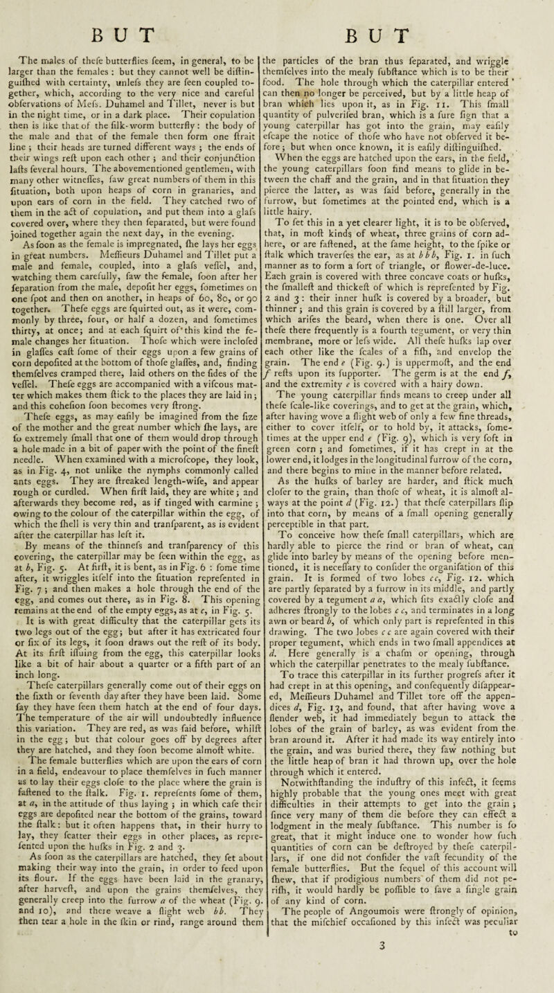 The males of thefe butterflies feem, in general, to be larger than the females : but they cannot well be diftin- guiftied with certainty, unlefs they are feen coupled to¬ gether, which, according to the very nice and careful obfervations of Mefs. Duhainel and Tillet, never is but in the night time, or in a dark place. Their copulation then is like that of the filk-worm butterfly : the body of the male and that of the female then form one ftrait line ; their heads are turned different ways ; the ends of their wings reft upon each other ; and their conjundlion lafts feveral hours. I'he abovementioned gentlemen, with many other witneffes, faw great numbers of them in this fituation, both upon heaps of corn in granaries, and upon ears of corn in the field. They catched two of them in the act of copulation, and put them into a glafs covered over, where they then feparated, but were found joined together again the next day, in the evening. Asfoon as the female is impregnated, (he lays her eggs in great numbers. Meffieurs Duhamel and Tillet put a male and female, coupled, into a glafs vefl’el, and, watching them carefully, faw the female, foon after her reparation from the male, depofit her eggs, fometimes on one fpot and then on another, in heaps of 6o, 8o, or go together. Thefe eggs are fquirted out, as it were, com¬ monly by three, four, or half a dozen, and fometimes thirty, at once; and at each fquirt of*this kind the fe¬ male changes her fituation. Thofe which were inclofed in glaffes caff lome of their eggs upon a few grains of corn depofited at the bottom of thofe glafles, and, finding themfelves cramped there, laid others on the fides of the Veffel. Thefe eggs are accompanied with a vifcous mat¬ ter which makes them flick to the places they are laid in; and this cohefion foon becomes very ftrong. Thefe eggs, as may eafily be imagined from the fize of the mother and the great number which fhe lays, are fo extremely fmall that one of them would drop through a hole made in a bit of paper with the point of the fineft needle. When examined with a microfcope, they look, as in Fig. 4, not unlike the nymphs commonly called ants eggs. They are ftreaked length-wife, and appear rough or curdled. When firft laid, they are white; and afterwards they become red, as if tinged with carmine ; owing to the colour of the caterpillar within the egg, of which the fliell is very thin and tranfparent, as is evident after the caterpillar has left it. By means of the thinnefs and tranfparency of this covering, the caterpillar may be feen within the egg, as at Fig. 5. At firft, it is bent, as in Fig. 6 : feme time after, it wriggles itfelf into the fituation reprefented in Fig. 7 ; and then makes a hole through the end of the egg, and comes out there, as in Fig. 8. This opening remains at the end of the empty eggs, as at c, in Fig. 5. It is with great difficulty that the caterpillar gets its two legs out of the egg; but after it has extricated four or fix of its legs, it foon draws out the reft of its body. At its firft iffuing from the egg, this caterpillar looks like a bit of hair about a quarter or a fifth part of an inch long. Thefe caterpillars generally come out of their eggs on the fixth or feventh day after they have been laid. Some fay they have feen them hatch at the end of four days. I'he temperature of the air will undoubtedly influence this variation. They are red, as was faid before, whilft in the egg; but that colour goes off by degrees after they are hatched, and they foon become alrnoft white. The female butterflies which are upon the ears of corn in a field, endeavour to place themfelves in fuch manner as to lay their eggs clofe to the place where the grain is faftened to the ftalk. Fig. i. reprefents feme of them, at a, in the attitude of thus laying ; in which cafe their eggs are depofited near the bottom of the grains, toward the ftalk: but it often happens that, in their hurry to lay, they fcatter their eggs in other places, as repre¬ fented upon the hufks in Fig. 2 and 3. As foon as the caterpillars are hatched, they fet about making their way into the grain, in order to feed upon its flour. If the eggs have been laid in the granary, after harveft, and upon the grains themfelves, they generally creep into the furrow a of the wheat (Fig. 9. and 10), and there weave a flight web ff. They then tear a hole in the Ikin or rind, range around them the particles of the bran thus feparated, and wriggle themfelves into the mealy fubftance which is to be their lood. The hole through which the caterpillar entered ‘ can then iio longer be perceived, but by a little heap of bran which lies upon it, as in Fig. ii. This fmall quantity of pulverifed bran, which is a fure fign that a young caterpillar has got into the grain, may eafily efcape the notice of thofe who have not obferved it be¬ fore ; but when once known, it is eafily diftinguiftied. When the eggs are hatched upon the ears, in the field, the young caterpillars foon find means to glide in be¬ tween the chaff and the grain, and in that fituation they pierce the latter, as was faid before, generally in the furrow, but fometimes at the pointed end, which is a little hairy. To fet this in a yet clearer light, it is to be obferved, that, in moft kindg of wheat, three grains of corn ad¬ here, or are faftened, at the fame height, to the fpike or ftalk which traverfes the ear, as at bbby Fig. i. in fuch manner as to form a fort of triangle, or flower-de-luce. Each grain is covered with three concave coats or hufks, the fmalleft and thickeft of which is reprefented by Fig. 2 and 3 : their inner hufk is covered by a broader, but thinner ; and this grain is covered by a ftill larger, from which arifes the beard, when there is one. Over all thefe there frequently is a fourth tegument, or very thin membrane, more or lefs wide. All thefe hufks lap over each other like the fcales of a fifh, and envelop the grain. The end ^ (Fig. 9.) is uppermoft, and the end f refts upon its fupporter. The germ is at the end and the extremity e is covered with a hairy down. The young caterpillar finds means to creep under all thefe fcale-like coverings, and to get at the grain, which, after having wove a flight web of only a few fine threads, either to cover itfelf, or to hold by, it attacks, feme- times at the upper end e (Fig. 9), which is very foft in green corn ; and fometimes, if it has crept in at the lower end, it lodges in the longitudinal furrow of the corn, and there begins to mine in the manner before related. As the hufks of barley are harder, and flick much clofer to the grain, than thofe of wheat, it is alrnoft al¬ ways at the point d (Fig. 12.) that thefe caterpillars flip into that corn, by means of a fmall opening generally perceptible in that part. To conceive how thefe fmall caterpillars, which are hardly able to pierce the rind or bran of wheat, can glide into barley by means of the opening before men¬ tioned, it is neceffary to confider the organifation of this grain. It is formed of two lobes re. Fig. 12. which are partly feparated by a furrow in its middle, and partly covered by a tegument a a, which fits exadlly clofe and adheres ftrongly to the lobes c c, and terminates in a long awn or beard of which only part is reprefented in this drawing. The two lobes c c are again covered with their proper tegument, which ends in two fmall appendices at d. Here generally is a chafm or opening, through which the caterpillar penetrates to the mealy fubftance. To trace this caterpillar in its further progrefs after it had crept in at this opening, and confequently difappear- ed, Meffieurs Duhamel and Tillet tore off the appen¬ dices d. Fig. 13, and found, that after having wove a flender web, it had immediately begun to attack the lobes of tbe grain of barley, as was evident from the bran around it. After it had made its way entirely into the grain, and was buried there, they faw nothing but the little heap of bran it had thrown up, over the hole through which it entered. Notwithftanding the induftry of this infedl, it feems highly probable that the young ones meet with great difficulties in their attempts to get into the grain ; fince very many of them die before they can effedl a lodgment in the mealy fubftance. This number is fo great, that it might induce one to wonder how fuch quantities of corn can be deftroyed by thefe caterpil¬ lars, if one did not confider the vaft fecundity of the female butterflies. But the fequel of this account will fhew, that if prodigious numbers of them did not pe- rilh, it would hardly be poffible to fave a Angle grain of any kind of corn. The people of Angoumois were ftrongly of opinion, that the mifehief occafioned by this infeft was peculiar to 3
