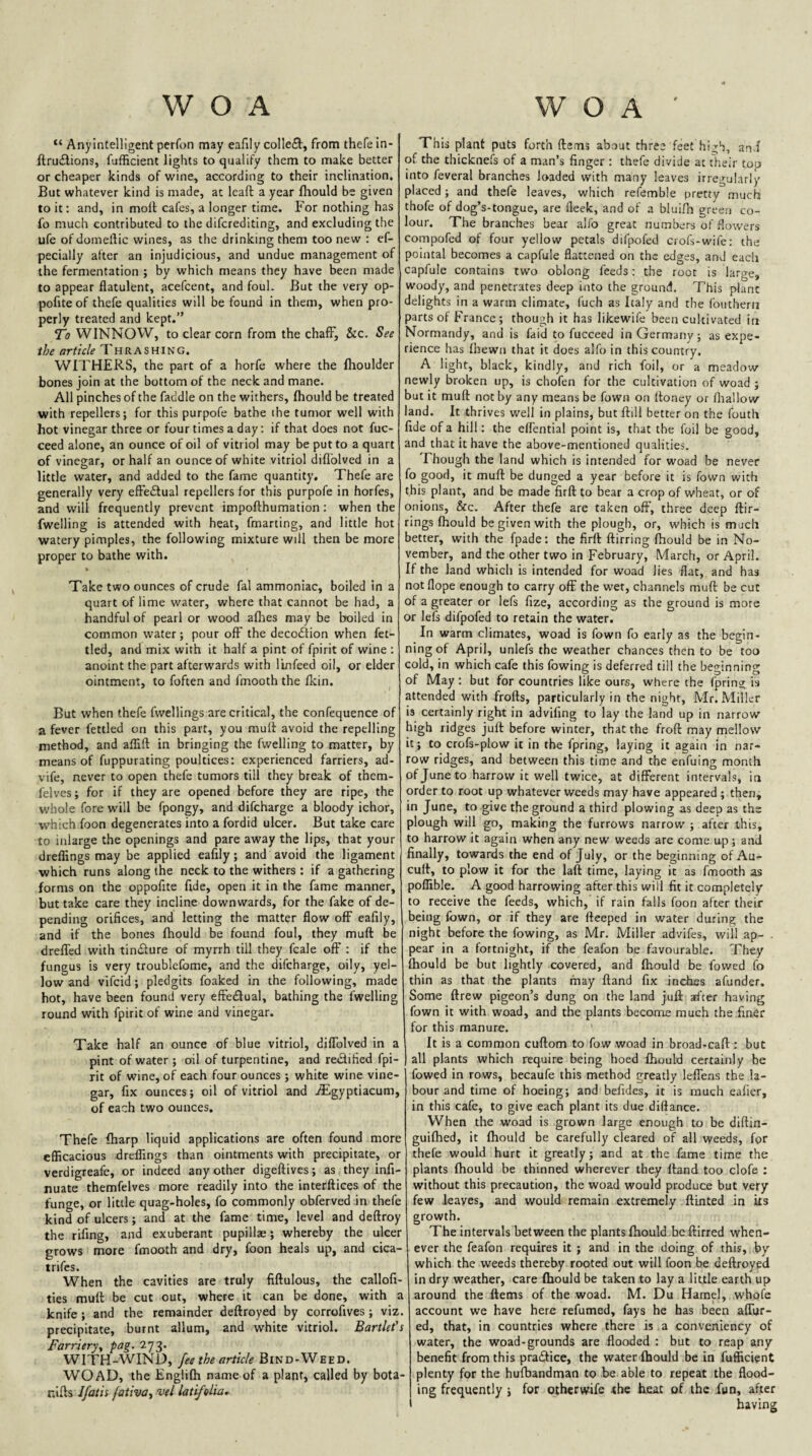 “ Anyintelligent perfon may eafily collect, from thefe in- ftruilions, fufficient lights to qualify them to make better or cheaper kinds of wine, according to their inclination. But whatever kind is made, at leaft a year fhould bs given to it: and, in moll cafes, a longer time. For nothing has fo much contributed to the difcrediting, and excluding the ufe of domeftic wines, as the drinking them too new : ef- pecially after an injudicious, and undue management of the fermentation ; by which means they have been made to appear flatulent, acefcent, and foul. But the very op- pofite of thefe qualities will be found in them, when pro¬ perly treated and kept,” To WINNOW, to clear corn from the chaffj &c. See the article Thrashing. WITHERS, the part of a horfe where the Ihoulder bones join at the bottom of the neck and mane. All pinches of the faddle on the withers, fhould be treated with repellers; for this purpofe bathe the tumor well with hot vinegar three or four times a day: if that does not fuc- ceed alone, an ounce of oil of vitriol may be put to a quart of vinegar, or half an ounce of white vitriol diflblved in a little water, and added to the fame quantity. Thefe are generally very effedual repellers for this purpofe in horfes, and will frequently prevent impofthumation: when the fwelling is attended with heat, fmarting, and little hot watery pimples, the following mixture will then be more proper to bathe with. Take two ounces of crude fal ammoniac, boiled in a quart of lime water, where that cannot be had, a handful of pearl or wood afhes may be boiled in common water; pour oft' the decodiion when fet¬ tled, and mix with it half a pint of fpirit of wine : anoint the part afterwards with linfeed oil, or elder ointment, to foften and fmooth the fkin. But when thefe fwellings are critical, the confequence of a fever fettled on this part, you muft avoid the repelling method, and aflift in bringing the fwelling to matter, by means of fuppurating poultices: experienced farriers, ad- vife, never to open thefe tumors till they break of them- felves; for if they are opened before they are ripe, the whole fore will be fpongy, and difcharge a bloody ichor, w'hich foon degenerates into a fordid ulcer. But take care to inlarge the openings and pare away the lips, that your dreflings may be applied eafily; and avoid the ligament which runs along the neck to the withers : if a gathering forms on the oppofite fide, open it in the fame manner, but take care they incline downwards, for the fake of de¬ pending orifices, and letting the matter flow off eafily, and if the bones fhould be found foul, they muft be dreffed with tinbfure of myrrh till they fcale oft' : if the fungus is very troublefome, and the difcharge, oily, yel¬ low and vifcid; pledgits foaked in the following, made hot, have been found very effetftual, bathing the fwelling round with fpirit of wine and vinegar. Take half an ounce of blue vitriol, diffolved in a pint of water ; oil of turpentine, and redified fpi¬ rit of wine, of each four ounces ; white wine vine¬ gar, fix ounces; oil of vitriol and iEgyptiacum, of each two ounces. Thefe fharp liquid applications are often found more efficacious dreflings than ointments with precipitate, or verdigreafe, or indeed any other digeftives; as they infi- nuate themfelves more readily into the interftices of the funge, or little quag-holes, fo commonly obferved in thefe kind of ulcers; and at the fame time, level and deftroy the rifing, and exuberant pupillae; whereby the ulcer grows more fmooth and dry, foon heals up, and cica- trifes. When the cavities are truly fiftulous, the callofi- ties mutt be cut our, where it can be done, with a knife; and the remainder deftroyed by corrofives; viz. precipitate, burnt allum, and white vitriol. Bartlet's Farrieryy pag. 273. WITH-WIND, fee the article Bind-Weed. WO AD, the Englifh name of a plant, called by bota- nifts Ifatii fativa^ vel latifoUa^ This plant puts forth ftems about three feet high, an-f of the thicknefs of a man’s finger : thefe divide at their top into feveral branches loaded with many leaves irregularly placed; and thefe leaves, which refemble pretty much thofe of dog’s-tongue, are fleek, and of a bluilb green co¬ lour. The branches bear alfo great numbers of flowers compofed of four yellow petals difpofed ciofs-wifc: the poiatal becomes a capfule flattened on the edges, and eacli capfule contains two oblong feeds: the root is large, woody, and penetrates deep into the ground. This plant delights in a warm climate, fuch as Italy and the foutherii parts of France; though it has likewife been cultivated in Normandy, and is faid to fucceed in Germany; as expe¬ rience has (hewn that it does alfo in this country. A light, black, kindly, and rich foil, or a meadow newly broken up, is chofen for the cultivation of woad ; but it muft not by any means be fown on ftoney or fliallow land. It thrives well in plains, but ftill better on the fouth fide of a hill: the elfential point is, that the foil be good, and that it have the above-mentioned qualities. Though the land which is intended for woad be never fo good, it muft be dunged a year before it is fown with this plant, and be made firft to bear a crop of wheat, or of onions, &c. After thefe are taken oft', three deep ftir- rings fhould be given with the plough, or, which is much better, with the fpade: the firft ftirring fhould be in No¬ vember, and the other two in February, March, or April. If the land which is intended for woad lies flat, and has notflope enough to carry off. the wet, channels muft be cut of a greater or lefs fize, according as the ground is more or lefs difpofed to retain the water. In warm climates, woad is fown fo early as the begin¬ ning of April, unlefs the weather chances then to be too cold, in which cafe this fowing is deferred till the beginning of May : but for countries like ours, where the fpring is attended with frofts, particularly in the night, Mr. Miller is certainly right in advifing to lay the land up in narrow high ridges juft before winter, that the froft may mellow it; to crofs-plow it in the fpring, laying it again in nar¬ row ridges, and between this time and the enfuing month of June to harrow it well twice, at different intervals, in order to root up whatever weeds may have appeared ; then, in June, to give the ground a third plowing as deep as the plough will go, making the furrows narrow ; after this, to harrow it again when any new weeds are come up; and finally, towards the end of July, or the beginning of Au- cuft, to plow it for the laft time, laying it as fmooth as poffible. A good harrowing after this will fit it completely to receive the feeds, which, if rain falls foon after their being fown, or if they are fteeped in water during the night before the fowing, as Mr. Miller advifes, will ap- . pear in a fortnight, if the feafon be favourable. They fhould be but lightly covered, and fhould be fowed fo thin as that the plants may ftand fix inches afunder. Some ftrew pigeon’s dung on the land juft after having fown it with woad, and the plants become much the finer for this manure. It is a common cuftom to fow woad in broad-caft : but all plants which require being hoed fhould certainly be fowed in rows, becaufe this method greatly leffens the la¬ bour and time of hoeing; and befides, it is much eafier, in this cafe, to give each plant its due diftance. When the woad is grown large enough to be diftin- guifhed, it fhould be carefully cleared of all weeds, for thefe would hurt it greatly; and at the fame time the plants fhould be thinned wherever they ftand too clofe : without this precaution, the woad would produce but very few leaves, and would remain extremely ftinted in its growth. The intervals between the plants fhould beftirred when¬ ever the feafon requires it ; and in the doing of this, by which the weeds thereby rooted out will foon be deftroyed in dry weather, care fhould be taken to lay a little earth up around the ftems of the woad. M. Du Hamel, whole account we have here refumed, fays he has been affur- ed, that, in countries where there is a conveniency of water, the woad-grounds are flooded : but to reap any benefit from this pradice, the water fhould be in fufficient plenty for the hufbandman to be able to repeat the flood¬ ing frequently; for otherwife the heat of the fun, after having