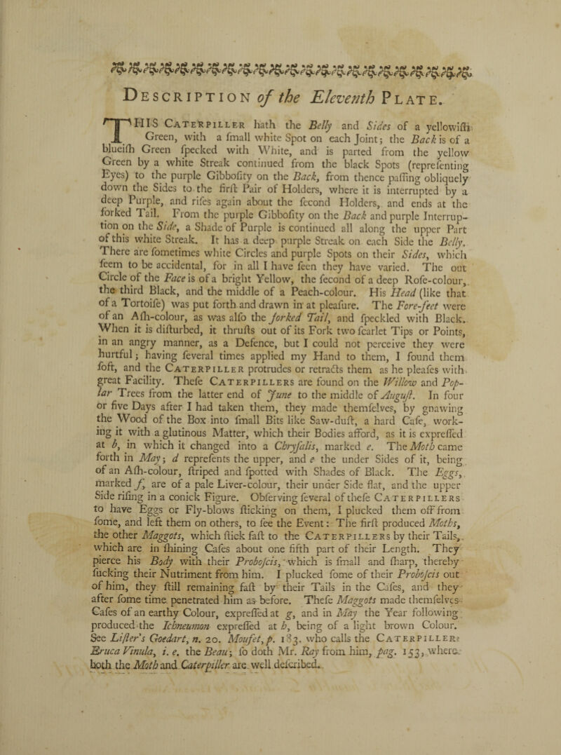 Descriptions/’^ Eleventh Pl at e. ' THIS Caterpiller hath the Belly and Sides of a yellowiflL Green, with a fmall white Spot on each Joint; the Back is of a blueilh Green fpecked with White, and is parted from the yellow Green by a white Streak continued from the black Spots (reprefentiiw Eyes) to the purple Gibbofity on the Back, from thence palling obliquely down the Sides to the firll* Pair of Holders, where it is interrupted by a deep Purple, and rifes again about the fecond Holders,, and ends at the forked Tail. . From the purple Gibbofity on the Back and purple Interrup¬ tion on the Side, a Shade of Purple is continued all along the upper Part of this white Streak. It has a deep purple Streak on each Side the Belly. There are fometimes white Circles and purple Spots on their Sides, which feem to be accidental, for in all I have feen they have varied. The out Circle of the Face is of a bright Yellow, the fecond of a deep Rofe-colour, the third Black, and the middle of a Peach-colour. His Head (like that of a Tortoife) was put forth and drawn in’ at pleafure. The Fore-feet were of an Afh-colour, as was alfo the jorked Fail, and fpeckled with Black, When it is diflurbed, it thrufts out of its Fork two fcarlet Tips or Points, in an angry manner, as a Defence, but I could not perceive they were hurtful; having feveral times applied my Hand to them, I found them foft, and the Caterpiller protrudes or retrains them as he pleafes with great Facility. Thefe Cater pi llers are found on the Willow and Pop¬ lar Trees from the latter end of June to the middle of Augujl. In four or five Days after I had taken them, they made themfeives, by gnawing the Wood of the Box into fmall Bits like Saw-duft, a hard Cafe, work¬ ing it with a glutinous Matter, which their Bodies afford, as it is exprefled at b, in which it changed into a Chryfalis, marked e. The Moth came forth in May; d reprefents the upper, and e the under Sides of it, being of an Alh-colour, flriped and fpotted with Shades of Black. The Eggs, marked fy are of a pale Liver-colour, their under Side flat, and the upper Side riling in a conick Figure. Obferving feveral of thefe Cate r p i l l e rs to have Eggs or Fly-blows flicking on them, I plucked them off from fome, and left them on others, to fee the Event: The firfl produced Moths, the other Maggots, which flick faff to the Cater pill ers by their Tails,, which are in fhining Cafes about one fifth part of their Length. They pierce his Body with their Probojcis, ' which is fmall and fharp, thereby fucking their Nutriment from him. I plucked fome of their Probojcis out of him, they flill remaining fall: by their Tails in the Cafes, and they after fome time, penetrated him as before. Thefe Maggots made themfeives Cafes of an earthy Colour, exprefled at g, and in May the Year following produced the Ichneumon exprefled at h, being of a light brown Colour. See Lifter s Goedart, n. 20. Moufet,p. 183. who calls the Caterpiller? Eruca Vinula, i. e. the Beau; fo doth Mr. Ray from him, pag. 153, where, both the Moth and Caterpiller are, well defcxibed.