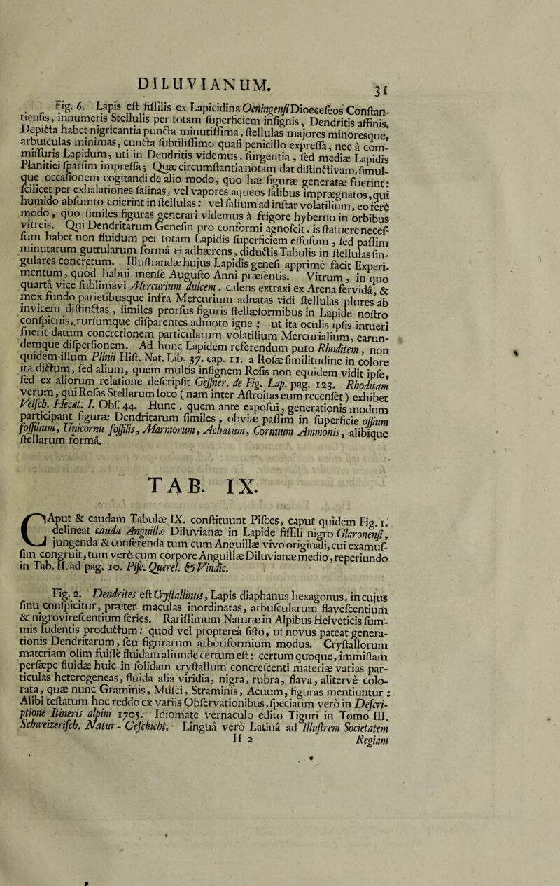 . r Fapjs ex LaPicidinaOm/«^«y/Dioecereos Conftan,. tieHfis, innumeris Stellulis per totam fuperficiem infignis, Dendritis affinis Depifta habet nigricantia punfta minutiffima, ftellulas majores minoresque’ arbufculas minimas, cunfta fubtiliffimo quali penicillo expreto, nec a com- nnffiuris Lapidum, uti in Dendritis videmus. Turgentia , fed medi® Lapidis 1 lanitiei fpnrfim lmprefla* Qu® circumflantia notam dat diftinftivam,fimul- que occafionem cogitandi de alio modo, quo h® figurae generat® fuerint: fcilicet per exhalationes falinas, vel vapores aqueos Talibus impr®gnatos,qui humido abfumto coierint in ftellulas: vel Talium ad inftar volatilium, eo ferd modo, quo fimiles figuras generari videmus a frigore hyberno in orbibus vitreis. Qui Dendritarum Genefin pro conformi agnofcit, isftatuerenecef lum habet non fluidum per totam Lapidis fuperficiem effufum , Ted paffim minutarum guttularum forma ei adhaerens, diduftis Tabulis in flellulas An¬ gulares concretum. Illuftrand® hujus Lapidis genefi apprime facit Experi¬ mentum, quod habui menfe Augufto Anni pr®fentis. Vitrum , in quo quarta vice fublimavi Mercurium dulcem, calens extraxi ex Arena fervida & mox fundo parietibusque infra Mercurium adnatas vidi ftellulas plures’ab invicem diffindas , fimiles prorfus figuris ftell®formibus in Lapide noftro confpicuisrurfumque difparentes admoto igne ; ut ita oculis ipfis intueri luerit datum concretionem particularum volatilium Mercurialium, earun- demque difperfionem. Ad hunc Lapidem referendum puto Rboditem, non quidem Alum Plinii Hift. Nat. Lib. 37. cap. 11. a Rof® fimilitudine in colore ita dictum, fed alium, quem multis infignem Rofis non equidem vidit ipfe fed ex aliorum relatione defcripfit Gejfner. de Fig.Lap. pag. 123. Rboditam 7^/r1^Lj111 fitearuml°co (nam inter Aftroitaseumrecenlet) exhibet yeljch.' Hecat. I. Obfi 44. Hunc , quem ante expofui, generationis modum participant figur® Dendritarum fimiles , obvi® paffim in fuperficie odium fojjumm, llmcornu fojfilis, Marmorum, Acbatum, Cornuum Ammonis, alibique ftellarum forma, ^ TAB. IX. , '' • ' ‘ 1 \ * CAput & caudam Tabui® IX. conftituunt Pifces, caput quidem Fig. r. delineat cauda Anguilla Diluvian® in Lapide fiffili nigro Glaronenfi, jungenda & conferenda tum cum Anguill® vivo originali, cui examufc fim congruit,tum vero cum corpore Anguill® Diluvian® medio,reperiundo in Tab. II. ad pag. 10. Pifc. Querel. &Vindic. Fig-2. Dendrites eft Cryftallhm, Lapis diaphanus hexagonus, in cujus finu confpicitur, praeter maculas inordinatas, arbufcularum flavefcentium & nigrovirefcentium feries. Rariffimum Natur® in Alpibus Helveticis fum- mis ludentis produftum: quod vel propterea fifto, ut novus pateat genera¬ tionis Dendritarum, feu figurarum arboriformium modus. Cryftallorutn materiam olim fuifife fluidam aliunde certum eft: certum quoque, immiftam perf®pe fluid® huic in lbiidam cryftallum concrefcenti materi® varias par¬ ticulas heterogeneas, fluida alia viridia, nigra, rubra, flava, aliterve colo¬ rata, qu® nunc Graminis, Miifci, Straminis, Acuum, figuras mentiuntur : Alibi teftatum hoc reddo ex variis Obfervationibus.fpeciatim vero in Defcri- ptione Itineris alpini 1705. Idiomate vernaculo edito Tiguri in Tomo III. Scbiveizerifcb. Natur- Gefchicbt,- Lingua vero Latina ad lllujlrem Societatem