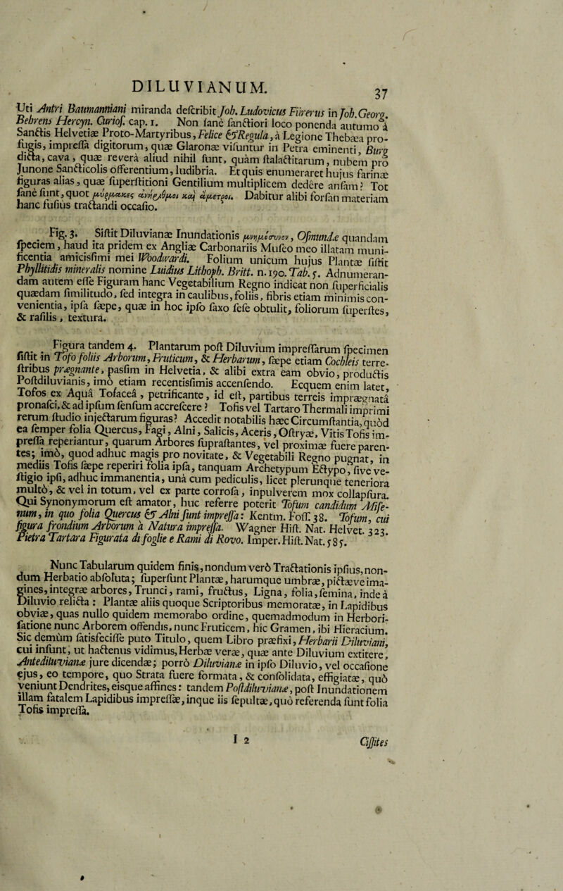 37 Uti Antri Baumanniani miranda dcfcribit Joh.Ludovkus Ftirerus in Tob Georo Bebrem Hercyn. Curtof. cap i. Non (ane fanftiori loco ponenda autumo 4 SanAis Helvetiae Proto-Martyribus, Felice ifRegula, a Legione THebaa pro- iugis, lmprefla digitorum, quae Glaronaa vifuntur in Petra eminenti Bmv dicta, cava , quae resera aliud nihil funt, quam ftalaftitarum, nubem pro Junone Sanaicolis offerentium, ludibria. Et quis enumeraret huius farina figuras alias, quae fuperffitioni Gentilium multiplicem dedere anfam? Tot fane funt, quot peuces ctvyi&Qpot Kcj aperpo/. Dabitur alibi forfan materiam hanc fufius traftandi occafio. . Fig. 3. Siftit^Diluvianae Inundationis (iwipia-vvov, Ofmundt quandam fpeciem, haud ita pridem ex Angliae Carbonariis Mufeo meo illatam muni- ncentia amicisfimi mei Woodwardu Folium unicum hujus Plantae fiftit Pbylhtidis mineralis nomine Luidim Lithoph. Britt. n. 190. Tab. 5. Adnuraeran- dam autem effe Figuram hanc Vegetabilium Regno indioat non fuperficialis quaedam fimilitudo, fed integra in caulibus,foliis, fibris etiam minimis con- vementia, ipfa faepe, quae in hoc ipfo faxo fefe obtulit» foliorum fuperftes, & rafilis, textura. rrt' • 4‘ ^iantarum Poft Diluvium imprefifarum fpecimen fiftit in Tofo folus Arborum, Fruticum, & Herbarum, faepe etiam Cochleis terre- T} /ljm PrfS,nan^e* pas^m in Helvetia, «St alibi extra eam obvio, produftis 1 oftdiluvianis, imo etiam recentisfimis accenfendo. Ecquem enim latet Tofos ex Aqua Tofacea , petrificante, id eit, partibus terreis impraegnati pronafci, & ad lpfum fenfum accrefcere ? Tofisvel Tartaro Thermali imprimi rerum Audio injectarum figuras? Accedit notabilis haec Circumflantia, qu6d ea femper folia Quercus, Fagi, Alni, Salicis, Aceris, Oftryse, Vitis Tofis im- prefla repenantur, quarum Arbores fupraftantes, Vel proximae fuere paren- tes; imo, quod adhuc magis pro novitate, & Vegetabili Regno pugnat, in priedns Tofis faepe reperin folia ipfa, tanquam Archetypum EHypoffive ve- ltigio ipfi, adhuc immanentia, una cum pediculis, licet plerunque teneriora inulto, & vel m totum, vel ex parte corrofa, inpulverem mox collapfura Qui Synonymorum eft amator, huc referre poterit Tofum candidum Afife¬ num, in quo folia Quercus & Alni funt imprejfa: Kentm. Foffi 38. Tofum, cui figura frondium Arborum a Natura imprejfa. Wagner Hifl. Nat. Helvet 323 Pietra Tartara Figurata difoglie e Kami di Rovo. Imper. Hift. Nat 585 Nunc Tabularum quidem finis, nondum ver6 TraCtationis ipfius, non¬ dum Herbatio abfoluta; fuperfunt Plantae, harumque umbrae, piftaeveima¬ gines,integrae arbores, Trunci, rami, fruCtus, Ligna, folia, femina, inde a Diluvio relicta : Plantae alus quoque Scriptoribus memoratae, in Lapidibus obviae, quas nullo quidem memorabo ordine, quemadmodum in Herbori- latione nunc Arborem offendis, nunc Fruticem, hic Gramen, ibi Hieracium. Sic demum fatisfecille puto Titulo, quem Libro praefixi,Herbarii Diluviant, cui infunt, ut haftenus vidimus,Herbae verae, quae ante Diluvium extitere Antediluviant jure dicendae; porro Diluvians in ipfo Diluvio, vel occafione ejus, eo tempore, quo Strata fuere formata, & confolidata, effigiatae, quo veniunt Dendrites, eisque affines: tandem Pofldiluviant, poft Inundationem illam fatalem Lapidibus impreffae,inque iis fepultae,qud referenda funt folia Tofis impreifa. 1