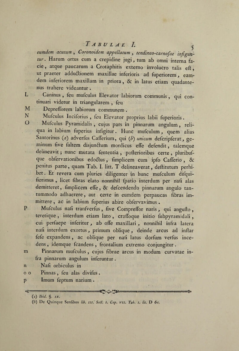 L M N O P m n o o P Tabulae I. ^ eumdern acutum , Coronoidem appellatum, tendineo-carnofae infigun¬ tur . Harum ortus cum a crepidine jugi, tum ab omni interna fa¬ cie, atque paucarum a Crotaphitis externo involucro talis eft, ut praeter addu&ionem maxillae inferioris ad fuperiorem, eam- dem inferiorem maxillam in priora, & in latus etiam quadante- nus trahere videantur . Caninus , feu mufculus Elevator labiorum communis , qui con¬ tinuari videtur in triangularem , feu Depreflorem labiorum communem . Mufculus Inciforius , feu Elevator proprius labii fuperioris. Mufculus Pyramidalis , cujus pars in pinnarum angulum, reli¬ qua in labium fuperius infigitur. Hunc mufculum, quem alias Santorinus (a) adverlus Caflerium, qui (b) unicum defcripferat, ge¬ minum five faltem disjunftum mordicus efle defendit, talemque delineavit; nunc mutata fententia , pofterioribus certe, pluribuf- que obfervationibus edodlus, fimplicem cum ipfo Caflerio , & penitus parte, quam Tab. I. litt. T delineaverat, deftitutum perhi¬ bet . Et revera cum pluries diligenter jn hunc mufculum difqui- fienmus , licet fibras elato nonnihil fpatio interdum per nafi alas demitteret, fimplicem efle, & defcendencto pinnarum angulo tan¬ tummodo adhaerere, aut certe in eumdern perpaucas fibras im¬ mittere , ac in labium fuperius abire obfervavimus . Mufculus nafi tranfverfus, five Compreflor naris, qui angufto , teretique , interdum etiam lato , crafloque initio fubpyramidali, cui perfaepe inleritur, ab ofle maxillari , nonnihil infra latera nafi interdum exortus, primum oblique, deinde arcus ad inftar fefe expandens, ac oblique per nafi latus dorfum verfus ince¬ dens , idemque fcandens , frontalium extremo conjungitur. Pinnarum mufculus , cujus fibrae arcus in modum curvatae in¬ fra pinnarum angulum inferuntur. Nafi orbiculus in Pinnas , feu alas divifus . Imum feptum narium . -— -.- ■ '- (a) Ibid. §. ix.