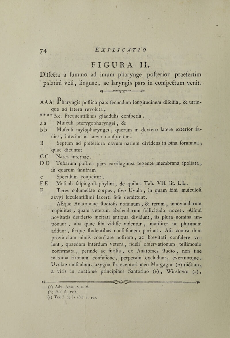 74 Explicatio y * FIGURA II. Diffe&a a fummo ad imum pharynge pofterior praefertim palatini veli, linguae, ac laryngis pars in confpe&um venit. <KS -=5)<» A A A Pharyngis pofiica pars fecundum longitudinem difciffa, & utrin- que ad latera revoluta , * * * * dic. Frequentiflimis glandulis confperfa . a a Mufculi pterygopharyngei, & b b Mufculi mylopharyngei , quorum in dextero latere exterior fa¬ cies , interior in laevo confpicitur . B Septum ad pofieriora cavum narium dividens in bina foramina , quae dicuntur C C Nares internae . DD Tubarum pofiica pars cartilaginea tegente membrana fpoliata, in quarum finiftram c Specillum conjicitur . E E Mufculi falpingofiaphylini, de quibus Tab. VII. Iit. LL. F Teres columellae corpus , five Uvula in quam bini mufculofi azygi luculentiffimi lacerti fefe demittunt. AEque Anatomiae fiudiofis nominum , & rerum , innovandarum cupiditas , quam veterum abolendarum follicitudo nocet. Aliqui novitatis defiderio incitati antiqua dividunt , iis plura nomina im¬ ponunt , alia quae fibi vidiffe videntur , inutiliter ut plurimum addunt , ficque Audentibus confufionem pariunt. Alii contra dum provinciam nimis coar&are nofiram , ac brevitati confulere vo¬ lunt , quaedam interdum vetera , fideli obfervationum tefiimonio confirmata, perinde ac futilia, ex Anatomes Audio , non fine maxima tironum confufione, perperam excludunt, evertuntque. Uvulae mufculum, azygon Praeceptori meo Morgagno (a) didtum, a viris in anatome principibus Santorino (6) , Winslowo (c), «s—-—-. ■ ■ ■. -r» (a) Adv. Anat. i. n. 8. (b) lbid. §. xvi. (c) Traite de la tete n, jo2.