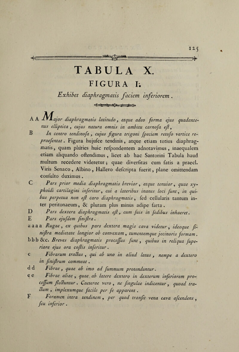 515 4i=——i» TABULA X. FIGURA I; Exhibet diaphragmatis faciem inferiorem . A A M B aJor diaphragmatis latitudo, atque adeo forma ejus quadante- elliptica , cujus natura omnis in ambitu carnofa ejl, In centro tendinofa , cujus figura trigoni fpeciem retufo vertice re- praefentat. Figura hujufce tendinis, atque etiam totius diaphrag¬ matis, quam pluries huic refpondentem adnotavimus , inaequalem etiam aliquando oftendimus , licet ab hac Santonni Tabula haud multum recedere videretur $ quae diverfitas cum fatis a praecl. Viris Senaco , Albino , Hallero defcripta fuerit, plane omittendam confulto duximus . C Pars prior media diaphragmatis brevior , atque tenuior, quae xy- phoidi cartilagini inferitur, cui a lateribus inanes loci fiunt, in qui¬ bus perpetua non efi caro diaphragmatis , feci cellularis tantum in¬ ter peritonaeum, & pluram plus minus adipe farta . D Pars dextera diaphragmatis efi, cum fiuis in fiedibus inhaeret. E Pars ejufidem finifira . a a a a Rugae , ex quibus pars dextera magis cava videtur , ideoque fi¬ nifira medietate longior ob convexam , tumentemque jecinoris formam . bbb&c. Breves diaphragmatis procefifius fiunt , quibus in reliqua fiupe- riore ejus ora cofiis inferitur. c Fibrarum traclus , qui ab uno in aliud latus, nempe a dexter o in finifirum commeat . Fibrae , quae ab imo ad fiummum protenduntur. e e Fibi ~ae aliae , quae, ab latere dexterQ in dexterum inferiorem pro- cejfum flectuntur. Caeterae vero , ne fingulae indicentur, quoad tra¬ ctum , implexumque facile per fe apparent . F Foramen intra tendinem , per quod tranfit vena cava afcendens , feu inferior . dd