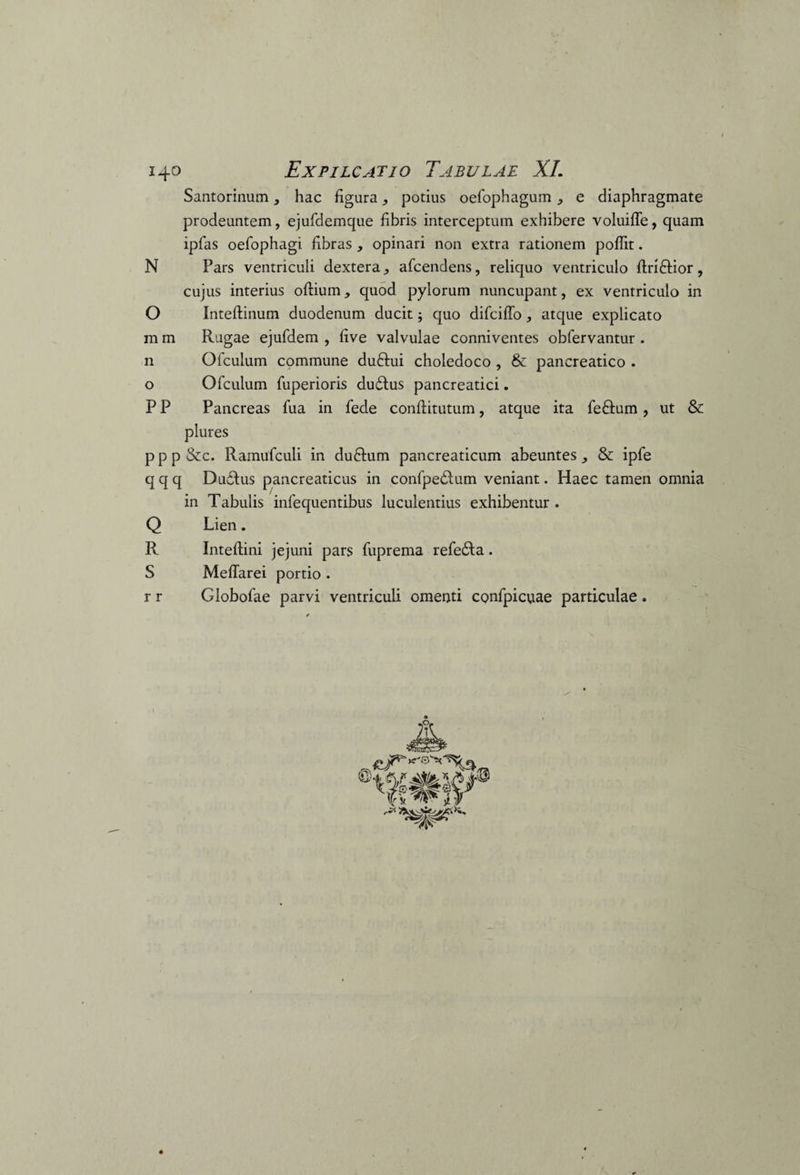 i4° Expilcatio Tabulae XI. Santorinum , hac figura , potius oefophagum , e diaphragmate prodeuntem, ejufdemque fibris interceptum exhibere voluiffe, quam ipfas oefophagi fibras , opinari non extra rationem poffit. N Pars ventriculi dextera, afcendens, reliquo ventriculo ftri&ior, cujus interius oftium, quod pylorum nuncupant, ex ventriculo in O Inteftinum duodenum ducit j quo difciffo, atque explicato m m Rugae ejufdem , five valvulae conniventes obfervantur . n Ofculum commune duftui choledoco , & pancreatico . o Ofculum fuperioris dudtus pancreatici. P P Pancreas fua in fede conftitutum, atque ita fe&um, ut & plures p p p &c. Ramufculi in duftum pancreaticum abeuntes, & ipfe q q q Duefus pancreaticus in confpedlum veniant. Haec tamen omnia in Tabulis infequentibus luculentius exhibentur . Q Lien. R Inteflini jejuni pars fuprema refe&a. S Meffarei portio . r r Globofae parvi ventriculi omenti cpnfpicuae particulae .