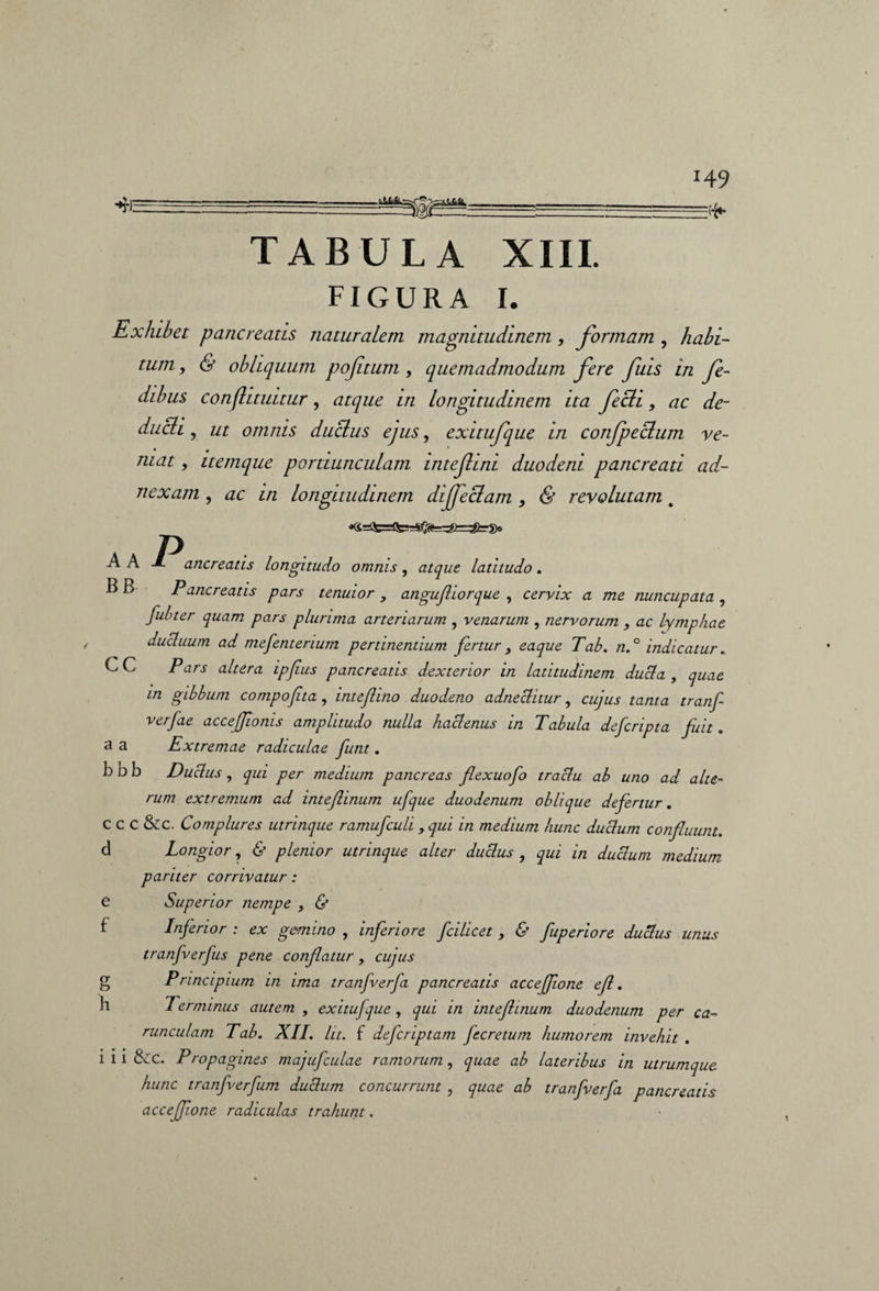 FIGURA I. Exhibet pancreatis naturalem magnitudinem, formam , habi¬ tum , & obliquum pofitum , quemadmodum fere fuis in fe- dibus conflituitur, atque in longitudinem ita fecli, ac de¬ ducti , ut omnis ductus ejus, exitufque in confpeclum ve¬ niat , itemque portiunculam intefini duodeni pancreati ad¬ nexam , ac in longitudinem dijfeclam , & revolutam # A A J- ancreatis longitudo omnis, atque latitudo. B B Pancreatis pars tenuior , angufliorque , cervix a me nuncupata , [ulter quam pars plurima arteriarum , venarum , nervorum , ac lymphae ducluum ad mefenterium pertinentium fertur, eaque Tab. n.° indicatur.. CC Pars altera ipfus pancreatis dexterior in latitudinem ducia , quae in gibbum compofta, intefiino duodeno adneclitur, cujus tanta tranf verfae accejfonis amplitudo nulla haclenus in Tabula deferipta fuit. a a Extremae radiculae funt. b D b Duclus , qui per medium pancreas fexuofo traclu ab uno ad alte¬ rum extremum ad inteflinum ufque duodenum oblique defertur. c c c &c. Complures utrinque ramufculi, qui in medium hunc duclum confluunt. d Longior, & plenior utrinque alter duclus , qui in duclum medium pariter corrivatur: e Superior nempe , & f Infrior : ex gemino , inferiore fcilicet, & fuperiore duclus unus tranfverfus pene conflatur, cujus g Principium in ima tranfverfa pancreatis acceflione efl. h Terminus autem , exitufque , qui in inteflinum duodenum per ca¬ runculam Tab. XII. Iit. f defer ip tam f cretum humorem invehit . i i i &C. Propagines majufculae ramorum, quae ab lateribus in utrumque hunc tranfverfum duclum concurrunt , quae ab tranfverfa pancreatis acceflione radiculas trahunt.