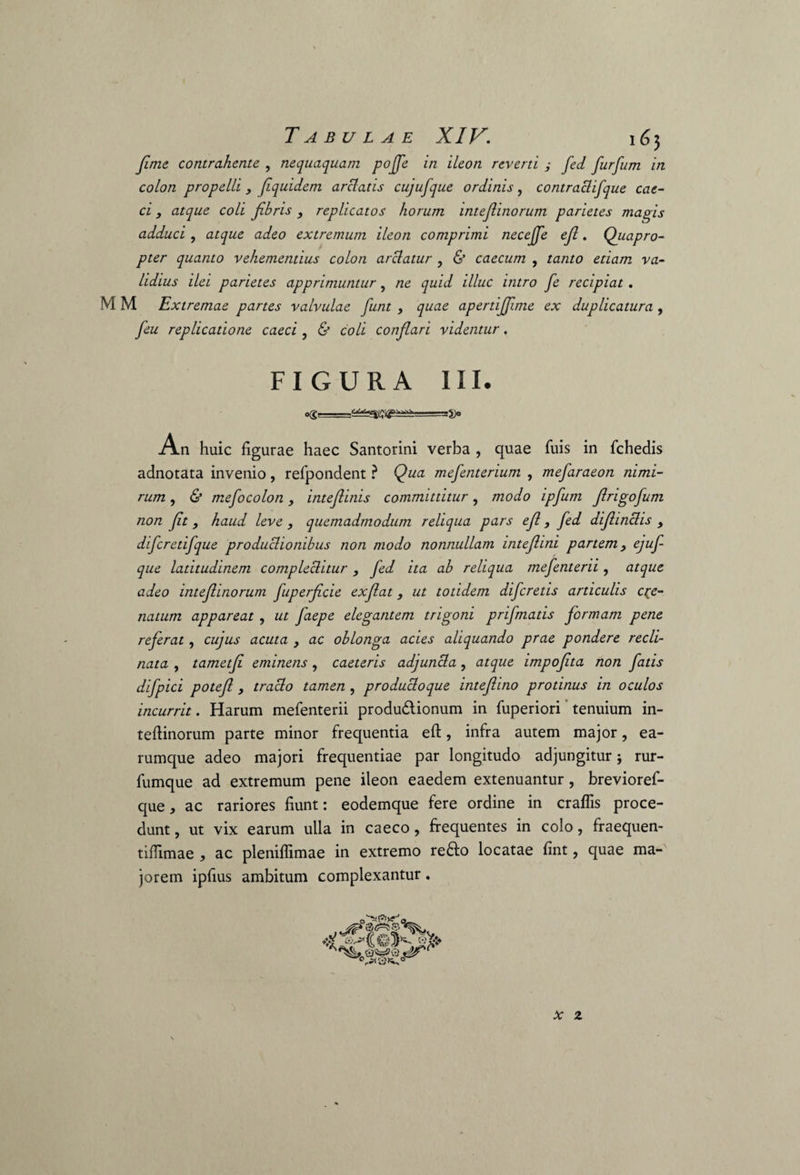 Jime contrahente , nequaquam poffe in ileon reveni j fed furfum in colon propelli, fquidem arctatis cujufque ordinis, contraclifque cae¬ ci , atque coli fibris , replicatos horum intef inorum parietes magis adduci , atque adeo extremum ileon comprimi necejfe ef. Quapro- pter quanto vehementius colon arctatur , & caecum , tanto etiam va¬ lidius ilei parietes apprimuntur, ne quid illuc intro fe recipiat . M M Extremae partes valvulae funt , quae apertijfme ex duplicatura , feu replicatione caeci, & coli confari videntur. FIGURA III. An huic figurae haec Santorini verba , quae Tuis in fchedis adnotata invenio, refpondent ? Qua mefenterium , mefaraeon nimi¬ rum , & mefocolon, intef inis committitur, modo ipfum frigofum non ft, haud leve , quemadmodum reliqua pars ef , fed difinclis , difcretifque productionibus non modo nonnullam intef ini partem y ejuf que latitudinem compleclitur, fed ita ab reliqua mefenterii, atque adeo intef inorum fuperfcie exfat, ut totidem difcretis articulis ce¬ natum appareat , ut faepe elegantem trigoni prifmatis formam pene referat, cujus acuta , ac oblonga acies aliquando prae pondere recli¬ nata , tametf eminens, caeteris adjuncta, atque impofta non fatis difpici potefi , tracto tamen , producloque intef i no protinus in oculos incurrit. Harum mefenterii produdlionum in fuperiori tenuium in- teftinorum parte minor frequentia eft, infra autem major, ea- rumque adeo majori frequentiae par longitudo adjungitur; rur- fumque ad extremum pene ileon eaedem extenuantur, brevioref- que, ac rariores fiunt: eodemque fere ordine in craflis proce¬ dunt , ut vix earum ulla in caeco, frequentes in colo, fraequen- tiflimae , ac pleniflimae in extremo re£fo locatae fint, quae ma¬ jorem ipfius ambitum complexantur. x z