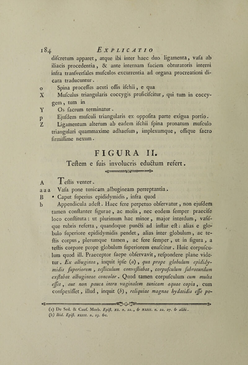 difcretum apparet, atque ibi inter haec duo ligamenta, vafa ab iliacis procedentia, & ante internam faciem obturatoris interni infra tranfverfales mufculos excurrentia ad organa procreationi di¬ cata traducuntur. o Spina proceffiis acuti offis ifchii, e qua X Mufculus triangularis coccygis proficifcitur qui tum in coccy¬ gem , tum in Y Os facrum terminatur . p Ejufdem mufculi triangularis ex oppofita parte exigua portio. Z Ligamentum alterum ab eadem ifchii fpina pronatum mufculo triangulari quammaxime adhaefum, implexumque, offique facro firmiffime nexum. figura n. Teftem e fuis involucris eduftum refert. A T edis venter. aaa Vafa pone tunicam albugineam perreptantia. B • Caput fuperius epididymidis, infra quod b Appendicula adeft. Haec fere perpetuo obfervatur , non ejufdem tamen conftanter figurae , ac molis , nec eodem femper praecife loco conftituta: ut plurimum hac minor, major interdum, vafif- que rubris referta , quandoque pun&i ad inftar eft: alias e glo¬ bulo fuperiore epididymidis pendet, alias inter globulum , ac te- ftis corpus, plerumque tamen , ac fere femper , ut in figura, a teftis corpore prope globulum fuperiorem enafcitur. Huic corpufcu- lum quod ili. Praeceptor faepe obfervavit, refpondere plane vide¬ tur . Ex albuginea , inquit ipfe (a) , qua prope globulum epididy¬ midis fuperiorem , tejliculum convefliebat, corpufculum fubrotundum exflabat albugineae concolor. Quod tamen corpufculum cum multa ejfet , aut non pauca intra vaginalem tumeam aquae copia, cum confpexilfet, illud , inquit (£) , reliquiae magnae hydatidis ejfe po- «KS-=-g -- , (n) De Sed. & Cauf. Morb. Epifl. XL. n. 22., & xliii. n. 22. 27. & alibi. (b) Ibici. Epifl. xliii. n. 23. &c.