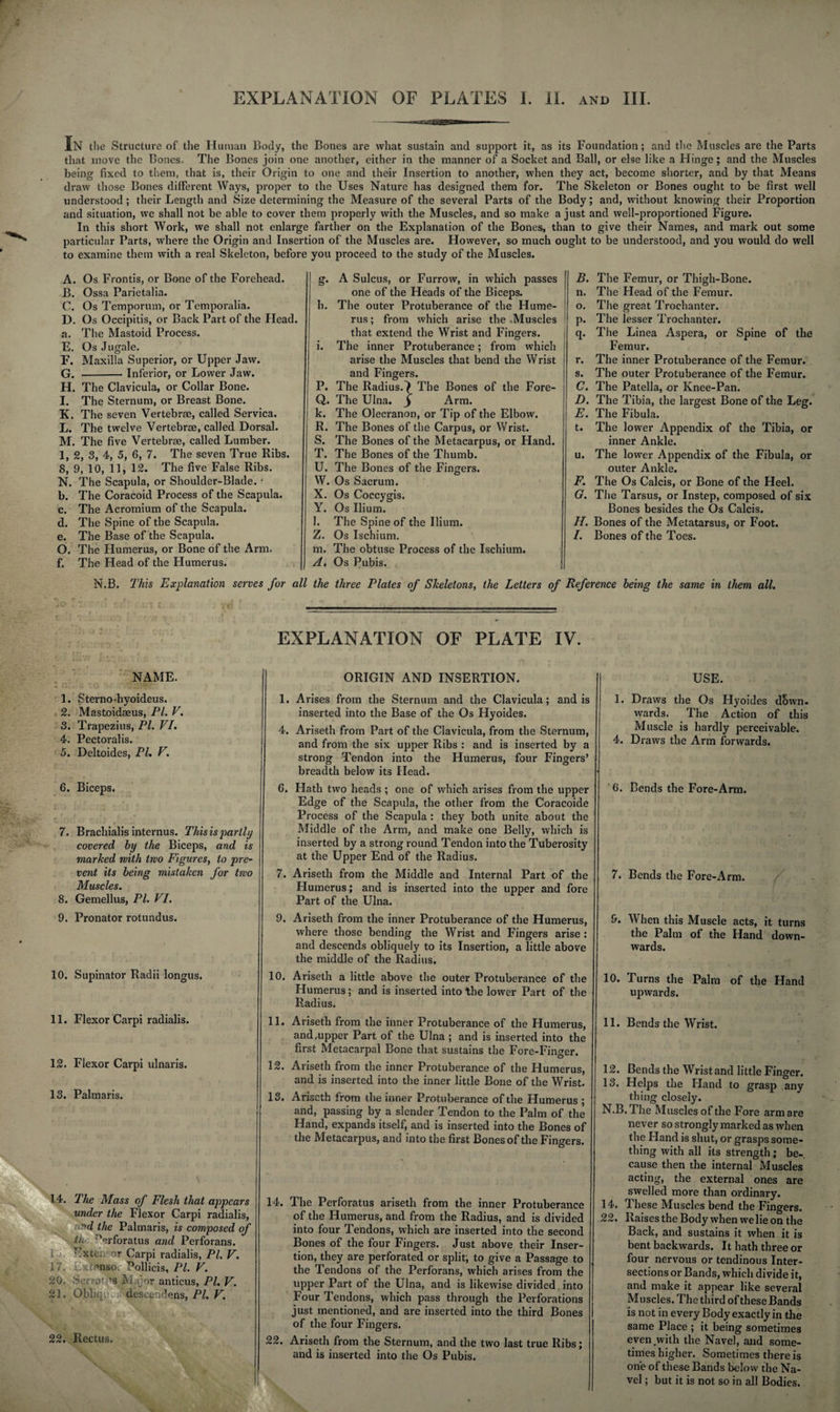 In the Structure of the Human Body, the Bones are what sustain and support it, as its Foundation; and the Muscles are the Parts that move the Bones. The Bones join one another, either in the manner of a Socket and Ball, or else like a Hinge; and the Muscles being fixed to them, that is, their Origin to one and their Insertion to another, when they act, become shorter, and by that Means draw those Bones different Ways, proper to the Uses Nature has designed them for. The Skeleton or Bones ought to be first well understood; their Length and Size determining the Measure of the several Parts of the Body; and, without knowing their Proportion and situation, we shall not be able to cover them properly with the Muscles, and so make a just and well-proportioned Figure. In this short Work, we shall not enlarge farther on the Explanation of the Bones, than to give their Names, and mark out some particular Parts, where the Origin and Insertion of the Muscles are. However, so much ought to be understood, and you would do well to examine them with a real Skeleton, before you proceed to the study of the Muscles. A. Os Frontis, or Bone of the Forehead. B. Ossa Parietalia. C. Os Temporum, or Temporalia. D. Os Occipitis, or Back Part of the Head. a. The Mastoid Process. E. Os Jugale. F. Maxilla Superior, or Upper Jaw. G. -- Inferior, or Lower Jaw. H. The Clavicula, or Collar Bone. I. The Sternum, or Breast Bone. K. The seven Vertebrae, called Servica. L. The twelve Vertebrae, called Dorsal. M. The five Vertebrae, called Lumber. 1, 2, 3, 4, 5, 6, 7. The seven True Ribs. 8, 9, 10, 11, 12. The five False Ribs. N. The Scapula, or Shoulder-Blade.' b. The Coracoid Process of the Scapula. c. The Acromium of the Scapula. d. The Spine of the Scapula. e. The Base of the Scapula. O. The Humerus, or Bone of the Arm. f. The Head of the Humerus. g. A Sulcus, or Furrow, in which passes one of the Heads of the Biceps. h. The outer Protuberance of the Hume¬ rus ; from which arise the .Muscles that extend the Wrist and Fingers. i. The inner Protuberance; from which arise the Muscles that bend the Wrist and Fingers. P. The Radius.\ The Bones of the Fore- Q. The Ulna. f Arm. k. The Olecranon, or Tip of the Elbow. R. The Bones of the Carpus, or Wrist. S. The Bones of the Metacarpus, or Hand. T. The Bones of the Thumb. U. The Bones of the Fingers. W. Os Sacrum. X. Os Coccygis. Y. Os Ilium. l. The Spine of the Ilium. Z. Os Ischium. m. The obtuse Process of the Ischium. A. Os Pubis. B. The Femur, or Thigh-Bone. n. The Head of the Femur. o. The great Trochanter. p. The lesser Trochanter. q. The Linea Aspera, or Spine of the Femur. r. The inner Protuberance of the Femur. s. The outer Protuberance of the Femur. C. The Patella, or Knee-Pan. D. The Tibia, the largest Bone of the Leg. E. The Fibula. t. The lower Appendix of the Tibia, or inner Ankle. u. The lower Appendix of the Fibula, or outer Ankle. F. The Os Calcis, or Bone of the Heel. G. The Tarsus, or Instep, composed of six Bones besides the Os Calcis. H. Bones of the Metatarsus, or Foot. I. Bones of the Toes. N.B. This Explanation serves for all the three Plates of Skeletons, the Letters of Reference being the same in them all. EXPLANATION OF PLATE IV. NAME. 1. Sterao-hyoideus. 2. Mastoidaeus, PI. V. 3. Trapezius, PL VI. 4. Pectoralis. 5. Deltoides, PL V. 6. Biceps. <.• r- • r ,: 4 ' , • 7. Brachialis internus. This is partly covered by the Biceps, and is marked with two Figures, to pre¬ vent its being mistaken for two Muscles. 8. Gemellus, Pl. VI. 9. Pronator rotundus. 10. Supinator Radii longus. 11. Flexor Carpi radialis. 12. Flexor Carpi ulnaris. 13. Palmaris. 14. The Mass of Flesh that appears under the Flexor Carpi radialis nd the Palmaris, is composed oj tV 'erforatus and Perforans. Extern or Carpi radialis, Pl. V. 17. - Jonso. Pollicis, Pl. V. 20. Ser;o *s Major anticus, PL V. 21. Obliq, desce:ideas, PL V. 10. 22. Rectus. ORIGIN AND INSERTION. 1. Arises from the Sternum and the Clavicula; and is inserted into the Base of the Os Hyoides. 4. Ariseth from Part of the Clavicula, from the Sternum, and from the six upper Ribs : and is inserted by a strong Tendon into the Humerus, four Fingers’ breadth below its Head. 6. Hath two heads ; one of which arises from the upper Edge of the Scapula, the other from the Coracoide Process of the Scapula : they both unite about the Middle of the Arm, and make one Belly, which is inserted by a strong round Tendon into the Tuberosity at the Upper End of the Radius. 7. Ariseth from the Middle and Internal Part of the Humerus; and is inserted into the upper and fore Part of the Ulna. 9. Ariseth from the inner Protuberance of the Humerus, where those bending the Wrist and Fingers arise: and descends obliquely to its Insertion, a little above the middle of the Radius. 10. Ariseth a little above the outer Protuberance of the Humerus; and is inserted into the lower Part of the Radius. 11. Ariseth from the inner Protuberance of the Humerus, and .upper Part of the Ulna ; and is inserted into the first Metacarpal Bone that sustains the Fore-Finger. 12. Ariseth from the inner Protuberance of the Humerus, and is inserted into the inner little Bone of the Wrist. 13. Ariseth from the inner Protuberance of the Humerus ; and, passing by a slender Tendon to the Palm of the Hand, expands itself, and is inserted into the Bones of the Metacarpus, and into the first Bones of the Fingers. 14. The Perforatus ariseth from the inner Protuberance of the Humerus, and from the Radius, and is divided into four Tendons, which are inserted into the second Bones of the four Fingers. Just above their Inser¬ tion, they are perforated or split; to give a Passage to the Tendons of the Perforans, which arises from the upper Part of the Ulna, and is likewise divided into Four Tendons, which pass through the Perforations just mentioned, and are inserted into the third Bones of the four Fingers. 22. Ariseth from the Sternum, and the two last true Ribs; and is inserted into the Os Pubis. USE. 1. Draws the Os Hyoides down¬ wards. The Action of this Muscle is hardly perceivable. 4. Draws the Arm forwards. 6. Bends the Fore-Arm. 7. Bends the Fore-Arm. 9. When this Muscle acts, it turns the Palm of the Hand down¬ wards. 10. Turns the Palm of the Hand upwards. 11. Bends the Wrist. 12. Bends the Wrist and little Finger. 13. Helps the Hand to grasp any thing closely. N.B. The Muscles of the Fore arm are never so strongly marked as when the Hand is shut, or grasps some¬ thing with all its strength; be-, cause then the internal Muscles acting, the external ones are swelled more than ordinary. 14. These Muscles bend the Fingers. 22. Raises the Body when we lie on the Back, and sustains it when it is bent backwards. It hath three or four nervous or tendinous Inter¬ sections or Bands, which divide it, and make it appear like several Muscles. The third of these Bands is not in every Body exactly in the same Place ; it being sometimes even with the Navel, and some¬ times higher. Sometimes there is one of these Bands below the Na¬ vel ; but it is not so in all Bodies.