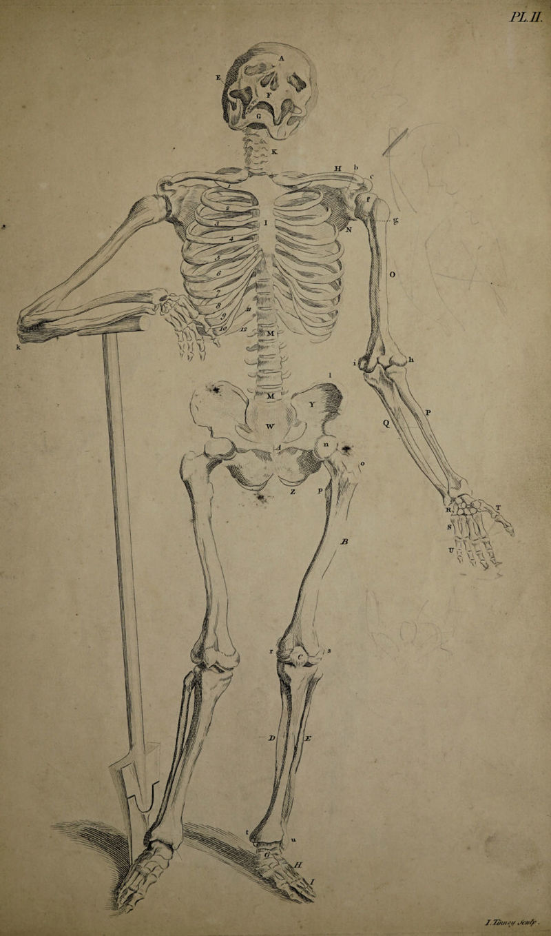 i PL. II. J. 2f/met/ . -~v