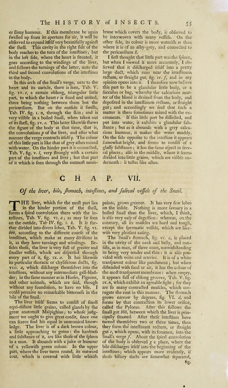 or flimy humour. If this membrane be again fwelled up from its aperture for air, it will be obferved to expand itffclf very beautifully againft the fhell. This cavity in the right fide of the body reaches to the turn of the inteftines; but in the left fide, where the heart is fituated, it goes according to the windings of the liver, and follows the turnings of the latter, unto the third and fecond convolutions of the inteftines in the body. In this arch of the Snail’s verge, near to the heart and its auricle, there is feen. Tab. V. fig. iv. ey a certain oblong, triangular little part, to which the heart c is fixed and united, there being nothing between them but the pericardium. But on the outfide it fwells. Tab. IV. fig. I. through the fkin; and is very vifible in a boiled Snail, when taken out of its fhell, fig. i v. o. This latter likewife fhews the figure of the body at that time, that is, the convolutions p of the liver, and after what manner the verge contradis itfelf q. The colour of this little part is like that of grey afhes mixed with water. On the hinder part it is connected. Tab. V. fig. v. /, very ftrongly with a certain part of the inteftines and liver ; but that part of it which is feen through the outmoft mem¬ brane which covers the body, is obferved to be interwoven with many veffels. On the other fide, its colour is more waterifh m than where it is of an afhy-grey, and conneded to the pericardium k. I firft thought that little part was the fpleen, but when I viewed it more accurately, I ob¬ ferved that it difcharged itfelf into a pretty large dud, which runs near the inteftinum redum, or ftraight gut, fig. iv. f and in my opinion opens into it. I therefore now believe this part to be a glandular little body, or a facculus or bag, whereby the Calcarious mat¬ ter of the blood is drained from the body, and depofited in the inteftinum redum, or ftraight gut ; and accordingly we find that fuch a matter is there fometimes mixed with the ex¬ crements. If this little part be difteded, and put into water, it exhibits a glandular fub¬ ftance ; but as it abounds with a grey calca¬ rious humour, it makes the water muddy. On the fide oppofite to the inteftine it appears fomewhat bright, and feems to confift of a glafly fubftance; it has the fame afped in feve- ral places; alfo in the middle, where it feems divided into little grains, which are vifible un¬ derheath : it taftes like afhes. CHAP. VII. Of the liver, biley ftomachy inteftines > and ftalival vejfels of the Snail. rp H È liver, which for the moil part lies in the hinder portion of the fhell, forms a fpiral Convolution there with the in¬ teftines, Tab. V. fig. VI. a; as may be feen on the outfide. Tab IV. fig. 1. k. It is fur¬ ther divided into divers lobes, Tab. V. fig. vi. bbb, according to the different courfe of the inteftines, which make aè many divifiohs in it, as they have turnings and windings. Be¬ lides thefe, the liver is very full of greater and fmaller veffels, which are difperfed through every part of it, fig. ix. a. It has likewife its particular thoracic or chyliferous duds, fig. vin. a, which difcharge themfelves into the inteftines, without any intermediate gall-blad¬ der; in the fame manner as in Horfes, Pigeons, and other animals, which are faid, though without any foundation, to have no bile. I could perceive no remarkable bitternefs in the bile of the Snail; The liver itfelf feems to confift of fmall equi-diftant little grains, called glands by the great anatomift Malpighius; to whofe judg¬ ment we ought to give great credit, fince one can fcarce find his equal in anatomical know¬ ledge. The liver is of a dark brown colour, a little approaching to green : the hardnefs and fubftance of it, are like thofe of the fpleen in a man. It abounds with a juice Or humour of a yellowifh green colour. In the upper part, where the liver turns round, its outward coat, which is covered with little whitifh points, grows greener. It has very few lobes on the infide. Nothing is more favoury in a boiled Snail than the liver, which, I think, is alfo very eafy of degeftion : whereas, on the contrary, all its mufcles are hard and tough, except the fpermatic veffels, which are like¬ wife very pleafant eating. The Snail’s ftomach, fig. vr. c, is placed in the cavity of the neck and belly, and con- fifts, as in man, of three coats, notwithstanding its being very tender and thin : it is alfo pro¬ vided with veins and arteries. It is of a white tranfparent colour like parchment; but when diftended with food or air, it has the colour of the molt tranfparent membrane : when empty, it appears full of oblong grooves, Tab. V. fig. iv. n, which exhibit an agreable fight; for they are fo many contracted mufcles, which cor¬ rugate the coat in this manner. The ftomach grows narrow by degrees, fig. Vi. d, and forms by that contraction its lower orifice, called the Pylorus. After this follows the fmall gut bbby between which the liver is prin¬ cipally fituated. After thefe inteftines have turned themfelves two or three times, then they form the inteftinum reCtum, or ftraight gut e, which opens, with its foramen, into the Snail’s verge f About the fpiral convolution of the body is obferved g a place, where the bile difcharges itfelf into the beginning of the inteftines; which appears more evidently, if thofe biliary duCts are fomewhat feparated, »