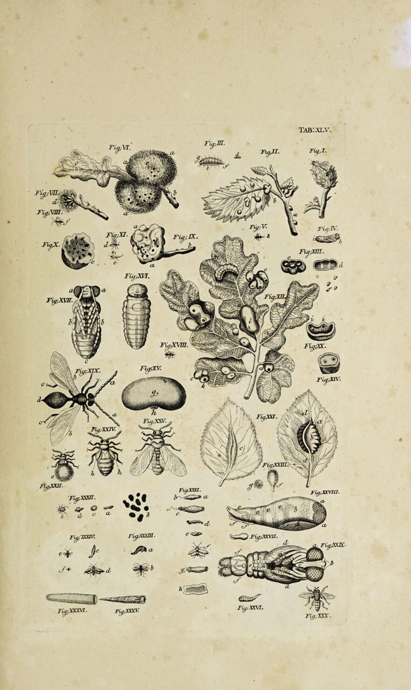 tab: xlv. riqjvr. TüpM. FUpXXXVI. FijjJXX,