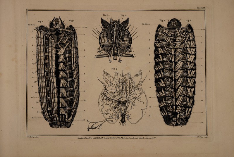 Pl.ATK XII. t !/<Z its <./<■/. XoiidoJi jPriiiAxirbr Sc Z’uAfof/itd by George Adam s .Af/tioFlte/i lass/. as //is- as/-1/» sc/s. - 1/ay 20 J?Sy ■ 1 8. qi 9. 30. qe 11...,. <57 11. .1 ring Fig. 6. . 1'i o\ 5. o Divilion 1 Fig’.2.