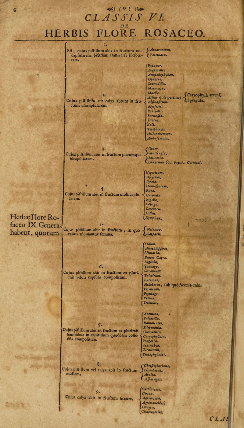 % «S) ( ° ) cs» CLASSIS FI. HERBIS FLORE ROSACEO. i. Eft , cujus piftillum abit in frudum uni- fdmaranthut. capfularem, biferiam transverfe hiefcen- (^PonuUca, tem. 2. Cujus piftillum aut calyx abeunt in fru &lt; dum unicapfularem. 'Papaver. Argemone, Anapodopbyllo». Opuntia. Granodilla. Murtu uj a, * S Caryophyll, arvenf, Aljtne qu6 pertinet •&lt; _ ] J Alfinajlrttm. Perguia. Mycfo/is. Ros Solis, ParnaJJia. Juncus. Kali. Telephium. Heliantbemum. And o Unium, 3« Cujus piftillum abit in frudum plerumque bicapfularem. 'Geum, 1 Saxi fragia, | Salicarta. ,GUuciutn feu Pnp.iv, Cornis»! Hypericun). Afcyrum. Pyrola. Barnafonium. Rutu, Cujus piftillum abit in frudum multicapfu- &lt; Hurmd*. I Nigella. Fabago. Herbas Flore Ro- j faceo IX.Genera&lt; Corcborus. Cijlus. Nywphi», ii i Cujus piftillum abit in frudum , in quo S delumba. naoenr, quorum j veluci nidulantur femina, l^Cappans. 6. Cujus piftillum abit in frudum ex pluri¬ mis veluti capfulis compolitum. Seclum. Anaeampferes, Ulmaria, Barba Capri* Ragonia, luncago. Gerartium. S Tal.ttrum. i Bhtomus. Helieborus t fub qu6 Aconit. mia» Veratrum. Populago. PAonia. Tribulat, Cujus piftillum abit in frudum ex plurimis 4 i K «Io . m — *_ ^_1 1 1 'Anemone. Pulfatilla. Ranunculus. RiUptndula. Clematitis. r e. :-.-. Clematitis. lemimbus in capitulum quoddam colle- &lt; caryophyllata dis compolitum- - - Vrugaria. Pentaphyll, _ Ter m en t ili, yPentaphyllodes. TChriftophoriana, Cujus piftillum vel calyx abit in frudum jVbytoUcca, mollem, \ Arxlia. v Ajjaragus, Cuminoides. Cire na. Cujus calyx abit in frudum fecum, &lt; Agrimonia. j Agrimonoidtt) j Onagra. [chamtneritn.