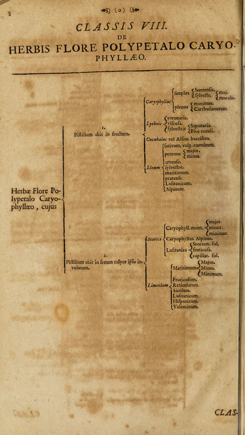*$) (o) (S* CLASSIS VIII. DE HERBIS FLORE POLYPETALO CARYO PHYLLEO. (r , Chortcnfis. . rpte UjMtr- &amp;. Carj/ophj/lltis\ &lt;-maximus. jplenus £Carthufianorum. i. Piftillum abit in frudum* t Herbas Flore Po- lypetalo Caryo-&lt; phyllaso, cujus C coronaria. Lychnis -&gt;vifco&amp;. ,s nar;a. ^fyiveftns cucuIi. Cucubalus vel Alfine baccifera. Tativum, vulg. cceruleum. c maius. perenne £ minu$&gt; arvenfe. Linum *&lt; fylveftre. maritimum, pratenfe. Lufitanicum. ^Alpinum. Statice &lt; l Piftillum abit in femen calyce ipfo in*-&lt; volutum. (major. Caryophyll.mont. «eminor. (minimus. Caryophyllus Alpinus. fScorzon. fol. Lufttanica &lt;fruticofa. * (capillar. fol. C Majus. Maritimum&lt; Minus. C Minimum. Fruticolum. Limonium ^ Reticulatum. Siculum. Lufitanicum. Hifpanicum. Valentinum.
