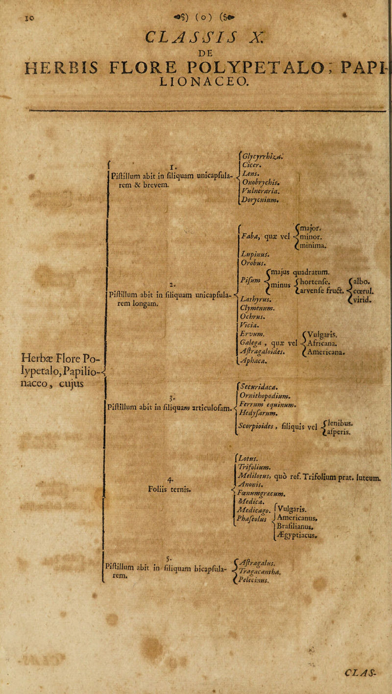 CLASSIS X. DE HERBIS FLORE POLYPETALO, PAPI LIONACEO. f I. Piftillum abit in filiquam unlcapfula- &lt; rem &amp; brevem. Glycyrrhiz.ai Cicer. Lens. Onobrychis. Vulneraria. Dorycnium, Herbx Flore Po- lypetalo5Fapilio~ naceo3 cujus Piffillum abit In filiquam unlcapfula- ^ rem longam. ' s’ ° Llymenum. Ochrus. Vicia. Ervum. ( Cmajor. Faba} qua: vel &lt; minor. ([minima. Lupinuu Orobus. f majus quadratum. Pifum yhortenfe. Calbo. mmUS tarvenfe fruft. ^ccerul. {virid. Igaris. CVulg Galega , qux vel &lt;r Africana. Aflr agaloides. ([Americana. Aphaca. fSecuridaca. | Ornithopodium. PiftiUum abit in filiquam articulofam. &lt; e&lt;i*inMm- Hedyjarum. 4- Foliis ternis. Piftillum abit in filiquam bicapfula- rem. Scorpioides , filiquis vel «f^,n^USo 1 palperis. 9 Lotus. Trifolium. Melilotus, qub ref. Trifolium prat, luteum. Anonis. Foenumgr&amp;cum. Medica. r Sledicago. * Vulgaris. Phafeolus J Americanus. Brafilianus, ^Egyptiacus. CAfiragalus. &lt; Tragacantha. \Pelecinus,