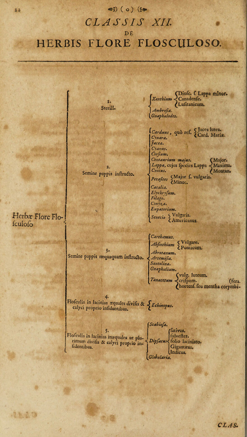 CLASSIS XIL DE HERBIS FLORE FLOSCULOSO. Sterili» ~ fDiofc. f Lappa minor* j {Xanthlum &lt;Canadenfe. J ^Lufitanicum. | Ambrojia. \Gnaphalodes. Semine pappis inftru&amp;o* Herfe Flore Flo» fcolofo &lt; f Carduus , quo rcf. £ FaCCf Cyn*r*. * &lt; Card. Manae. facea. Cyanus. Cirjiumi Centaurium majks. f Major. Lappa, cujus Ipecies Lappa &lt; Maxinla» Cnicus. (Montan. Peufim 5“a&gt;ot f' vuIS“is- v Adinot» Cacalia. Elycbryfum. Ftlago. ConjT^ai Eupatorium. Senecio 5YulS#- C Americanus, 3' Car t hamus. Slbjinthiun 5 Valgare. i Ponticum. „ . , . „ Abrotanum. Semine pappis nequaquam inErudo. ^ Artemijia. Santolina. Gnaphalium. Cvulg. luteum» Tanacetum &lt; crifpum. (fera. {hortenf. feu mentha corymbi- 4- Flofculis in lacinias aquales divifis &amp; -fEchmovus calyci proprio infidentibus. C ^ Scabiofa. Flofculis in lacinias inaequales ut plu- _ ^ rimum divifis &amp; calyci propiio ina nuentibus. Globularia. fativus. iylvefter. folio laciniato^ Gigantsuso .Indicus.