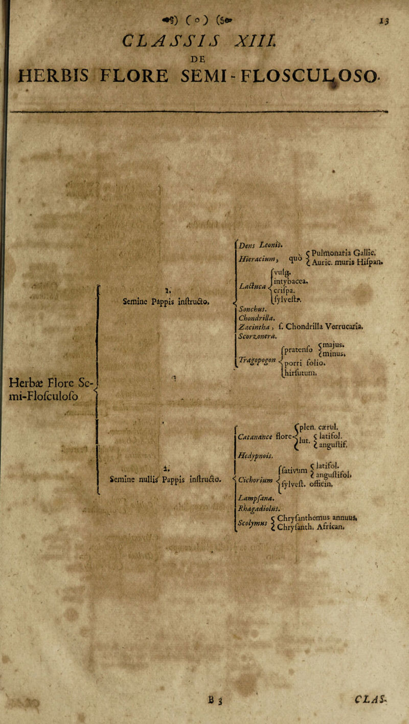 CLASSIS XIII. DE HERBIS FLORE SEMI - FLOSCUI^OSO l» Semine Pappis infbu&amp;o. Herbat Flore Se-! mi-Flofculofo * Dens Leonis. \ C Pulmonaria Gallic. Hier actum, quo £ Auri(. mur;s Hifpan, fvulg. _ n I intybacea. Lactuca / -f ] crilpa. (Jylveftp. Sonchus. Chondrilla, Zacintha &gt; f. Chondrilla Verrucaria. Scorzonera. , r c maius. fpraKnfe Tragopogon pQrr; folio. [hirfutum. &lt; Fplert. caertil. Catanahce fl°re,S|ut S latitol. / ’ £angufli£ Hedypnois. 4' rr . . C latifol. *• liativiim 5 | Semine nullis Pappis inftru&amp;d. &lt; Cichorium &lt;^fy|vefp 0ffcfn 1 ° ' Lampfana. Rhagadi olus. „ , c Chryfanthomus annuus» £ chrifamh. A&amp;ican.