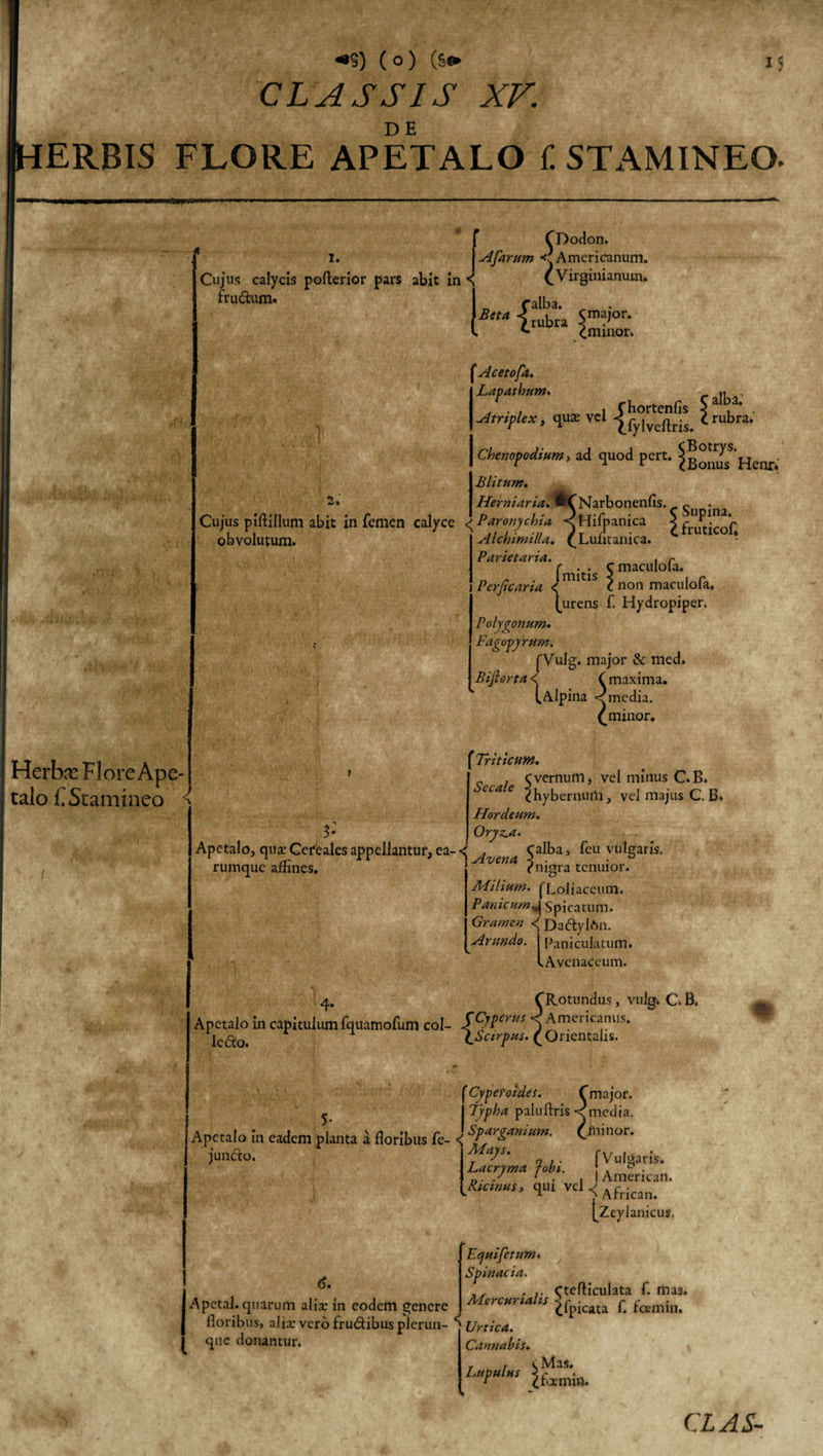 CLASSIS XV. IHERBIS FLORE APETALO f. STAMINEO. 1. Cujus calycis pofterior pars abit in ^ frudum. f f Afarum &lt; Americanum. CDodon. AmcriCa»iun.. ([Virginianuin. I_ falba. „ B,M I rubra imVor' eminor. obvolutum. Herbrr Flore Ape- talo f. Stamineo ^ ‘Acetofa. Lapatha. alba.' Atriplex, qua: vel i rubra. Cbenopodium&gt; ad quod pert. ^Henr Blitum. Herniaria. wCNarbonenfis. gu Cujus piftillum abit in femen calyce &lt; Paronychia, &lt;Hifpanica &lt; f £. *r Alchimilla. (Lufitanica. &lt;trutIcol‘ Parietaria.. . r fmitis Smaculola- Perjtcaria &lt; c non maculofa, furens f. Hydropiper. Polygonum. FagopyYum. [Vulg. major &amp; med. Bijlorta &lt; ( maxima. (.Alpina &lt; media. Cminor. [Triticum. . c vernum, vel minus C.B. CLa e (Jhybernum, vel majus C. B, Hordeum. Orjz.a. , calba j feu vulgaris. Avena 1 ■ 0 e nigra tenuior. Aiilium. {Loliaceum. Panicum^ Spicatum. Gramen &lt;Dadylftn. Arundo. Paniculatum. I Avenaceum. Apetalo, qua; Cereales appellantur, ea- &lt; rumque afEnes. 4. CRotundus, vulg. C.B. Apetalo in capitulum fquamofum coi- SCJVerus ) Amei i^nus. jC(^0&lt; (^Scirpus. ( Orientalis. 'Cypefoides. f major. - Typha paluftris &lt; media, Apetalo in eadem planta a floribus fe- &lt; Spargamum. Ciiiinor. junCro. Mys. f Vulgaris. Lacryma fobi. . D . n. S 1 . , | American. {R,c,ms. qur vel &lt; AfWeln- (^Zeylanicus, «r (}. Apetal. quarum alix in eodem genere floribus, alix vero frudibus plerun- ^ que donantur. Ecjuifetum. Spinacia. ... Ctefliculata f. mas. Siercurialis &lt;r ■ r ■ £lpicata i. tcemin. Urtica. Cannabis. Ifaniia. e Mas.