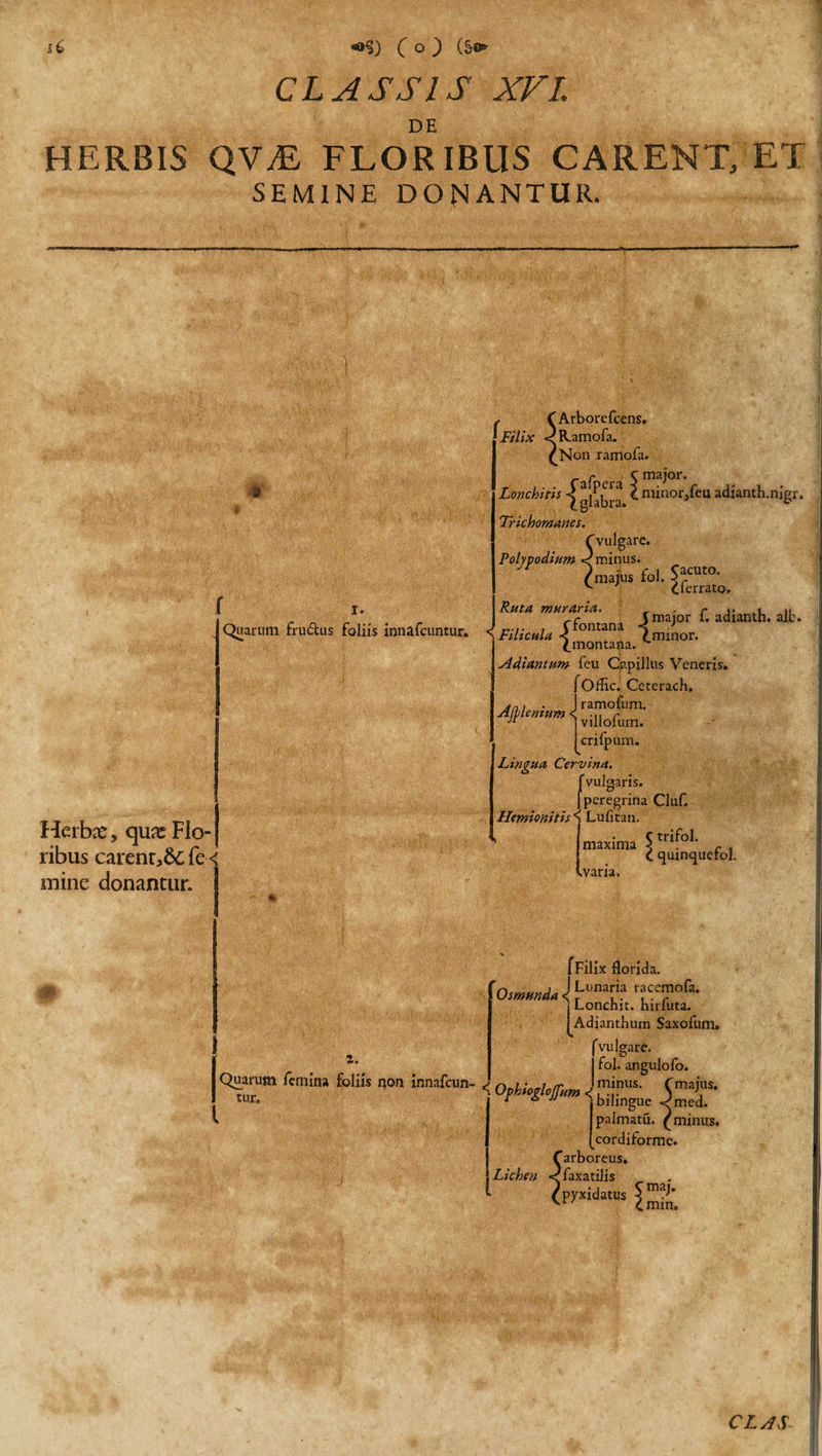 CLASSIS XVI, DE HERBIS QVjE FLORIBUS CARENT, ET SEMINE DONANTUR. * Quarum frublus foliis innafcuntur. Herbas, qua:Flo¬ ribus carenr,&amp;;fe&lt; mine donantur. , /Arborefcens, Filix «/Ramofa. (Non ramofa. r C major. Lonchitis £ glabra ^ mb»orafeu adianth.nigr. Trichomanes. fvulgare. Polypodium &lt; minus. /majus fol. 5arcuto’ v clerrato. Ruta muraria. r , r . .. {fontana JrnaJor a«ianth. alb. T minor, montana. v Adiantum feu Capillus Veneris. fOffic. Ceterach. Aa, . I ramofum. crifpum. Lingua Cervina. f vulgaris, peregrina Cluf. Hemionitis S Lufitan. C trifol. maxima k varia. quinquefol. z. fFilxx florida. Ommd* \ l-l'naria ™7ofa- j Lonchit. hiriuta. J Adianthum Saxofum. 'vulgare, fol. angulofo. Quarum /emina foliis non innafcun- ^ Ophiocrlo/fu minus- ( majus. tur* * * Hm i bilingue «^med. palmatu. (minus. [cordiforme. farboreus. Lichen &lt;faxatilis /pyxidatus SmaF vw cmin.