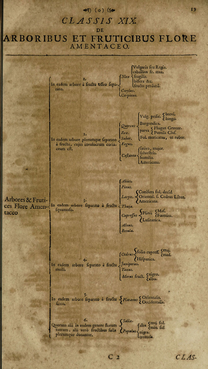 ( o ) ($&lt;► CLASSIS XIX. DE RBORIBUS ET FRUTICIBUS FLORE AMENTACEO. I. (Vulgaris feu Regia, lc ' ' caballina fr. max, ^ fragilis. I birera Scc* fn eadem arbore a frudu fcfleo fepa-&lt;J Ifnidu perduro. rato' I Corylus. VCarpwus. Arbores &amp; Fruti¬ ces Flore Amen-&lt; taceo Vulg. pedic. $ i')rcv*’ &amp; r c longo. ~ Burgundica. Quercus phagus Gracor. Ilex. j Parva \ Pumila Cluf. In eadem arbore plerumque feparato ^ Suber. ^Fol. muricatus, uc robur. a frudu, cujus involucrum coria- Sagus. ceum di, rfativa, major, l Americana. Abies. Pinus. f Conifera fol. decld. Laryx. &lt;Oriental. f. Cedrus Libam (Americana. In eadem arbore feparato a frudu Thuja fquamofo. ;Maf. 4 In eadem arbore feparato a fruflu Juniperus* Cuprejfus ^Fcemina, (Lufitanica. Alnus. Betula. (**»$«*&gt; cuPr£,i; s. (Hifpanica. molli. Taxus. Morus frud. $. In eadem arbore feparato a frudu ^Platanus £ Q^j^ntaits ’ CSalix. cmai fol Quorum alii In eodem genere florum (alba «5 4 ^ tantum, alii vero frudibus folis (Povttlusl fiaum^ue donantur. ' l^muU.