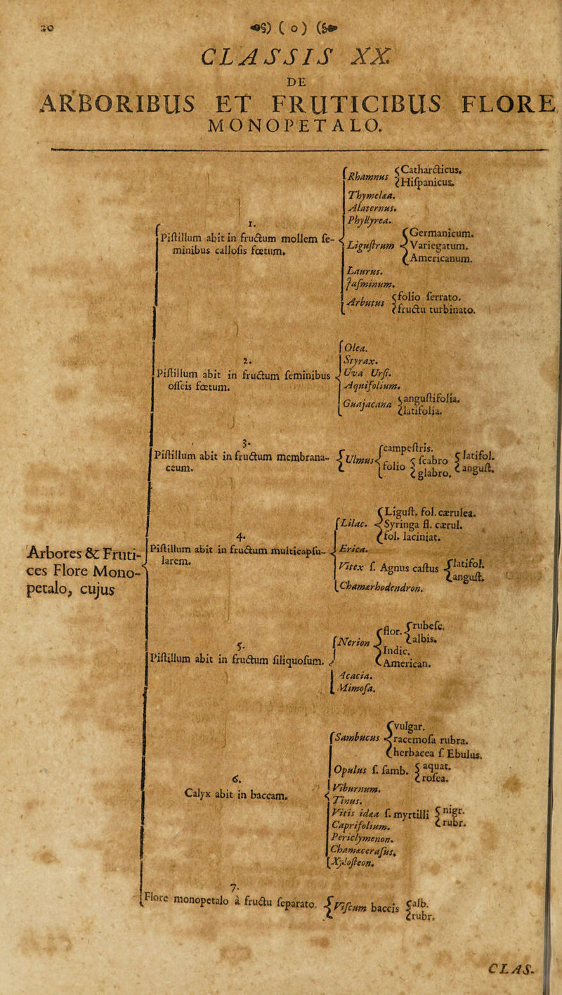 30 *»§) ( o ) ($•* CLASSIS XX. DE ARBORIBUS ET FRUTICIBUS MONOPETALO. FLORE i. Pidillum afit in frudum mollem fe¬ minibus callofs fcetum. 2. &lt; cCathardicus. Rhamnus -&lt;T (Hupamcus. Thymelaa. Alaternus. Phyllyrea. f Germanicum. Liguflrum &lt; Variegatum. ^Americanum. Laurus. fafminum, 4 i . Cfolio ferrato. Arbutus . f fructu turbinato. Olea. Styrax. Uva Urjt. Arbores Fruti¬ ces Flore Mono- petalo, cujus I &lt; PiftiiIum abit in frudum feminibus olfeis fcetum. Aquifolium. n tangudifolia. 6uajacana ^ Piftillum abit in frudum membrana- $ Ulmus &lt; c r fcabro 5 ceum» C pol»0 l glabro. * an§uft‘ f Ligud. fol. carrulea. fLilac. &lt; Syringa fl. c*rul. 4* I (fol. laciniat. Pidillum abit in frudum rtiulticapfu- J Unica. krem* ' Vitex f. Agnus cadus -fJatifo,‘ CangiuT. . Cham&amp;rhodendron. (flor.r™b.efe f.Nerim 3Ind. ^aibls* Pidillum abit in frudum filiquofum. J C American. I 4 c acia. 5- £ Mimofa. Cvulgar, 6. Calyx abit in baccam. fSambucus &lt;raccmofa rubra. (.herbacea f Ebuius, Opulus f. famb. $ a&lt;l“at* • c rolea. J Viburnum. * Vinus. Vitis idaa f. myrtilli $ n*£r Caprifohum. ^ rubr. Periclymenon. ChamdicerafuSt [Xy.!oJleon. Hore monopetaio a fruSu fcparato. J&gt;lfim baccis Olb C (rubr.
