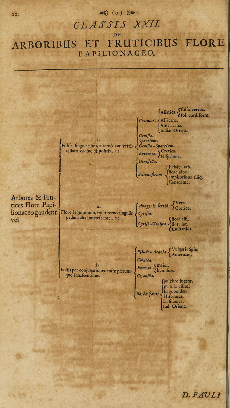 +§) (o) (Sfr CLASSIS XXII. DE ARBORIBUS ET FRUTICIBUS P APILlONACEO. FLORE i. Arbores &amp;: Fru¬ tices Flore Papi- lionaceo gaudent vel f Afiatica Jfoll’° vcrruc' AhatlCa tfol. cordifcrm. Crotalar. &lt;; Africana. I Americana. [indise Orient. Genifla. Spartiutb. Foliis lingularibus, alterno aut Verti- ^ Genifla - Spartiuw. f' 4 I I 4- /-v ♦* /-1 &lt; tl . I fN /A 1 if Iit, ✓ ■ t i /&gt;/. ciliato ordine difpolitis, ut 2. Flore leguminofo, folio temo lingulis Cytifus. pedunculis innatefcente, ut _ . v Cretica. Erinacea -&lt;tT.r criitpanica. Gcnifiella. fjudaic. arb. c.r a Iflore albo. SiLiquaitrnm J .. r,. 1 J amplioribus iilifl. (Canadenfe. Umgjri, fetid. Cflore alb. Cjtifo - Genijla &lt;flor. Iut. CLulitanica, hfi*U-AcMU$ J 4 American. Colutea. 3« r Cmajor. p ii« o , . JSdTW-CYMS &lt;i ^ roins per conjugationes coflzplerum- a Ihumilior, flue innafcentibus. Coronilla. fpulchre lucens, J pumila villof. i i iupauiira* j Lulitanic3. flnd. Oriente D. PJVLJ