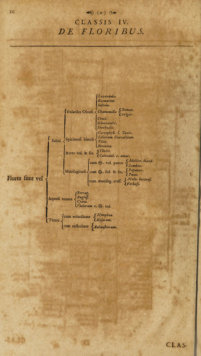 *&gt;§) (o ) (&amp;&lt;► CLASSIS IV. DE FLORIBUS. (Volatiles Oleofi &lt; r Flores fiint vel ’ Lavenduia. Rosmarini. Salvia. Chamomilla (vulgar, Croci. Schcenanthi. Stoechadis. rCaryophy/l. f. Tunic, , r • . r i , [Liliorum Convallium. Salini «JSpimuofi blandi {Betonica. Acres vol. &amp; fix. {Lalendm. c. amar. Mucilaginofi &lt; r_ r-. ,1 ZALelilot. bland. cum ©. vol. pauco &lt; . r Samvuc. cum ©. fol. &amp; fix. SPnaPaver' tPoeon. cum mucilag. cralT. J Malv. hort en f. ° LFerbafc. cBorrag. Atjuofi tenues &lt;j ]^Cyam, Violarum c. ©. vol. f cum volatilitate | Terrei J LMfarum. [cum au/lcritate Lsalmfthrum. CLA S