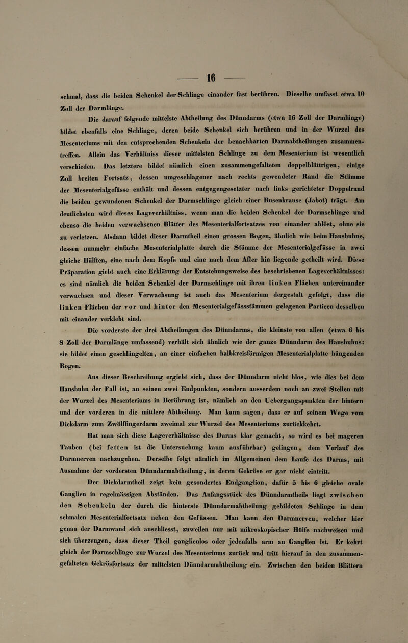 schmal, dass die beiden Schenkel der Schlinge einander fast berühren. Dieselbe umfasst etwa 10 Zoll der Darmlänge. Die darauf folgende mittelste Abtheilung des Dünndarms (etwa 16 Zoll der Darmlänge) bildet ebenfalls eine Schlinge, deren beide Schenkel sich berühren und in der Wurzel des Mesenteriums mit den entsprechenden Schenkeln der benachbarten Darmabtheilungen Zusammen¬ treffen. Allein das Verhältniss dieser mittelsten Schlinge zu dem Mesenterium ist wesentlich verschieden. Das letztere bildet nämlich einen zusammengefalteten doppelblättrigen, einige Zoll breiten Fortsatz, dessen umgeschlagener nach rechts gewendeter Rand die Stämme der Mesenterialgefässe enthält und dessen entgegengesetzter nach links gerichteter Doppelrand die beiden gewundenen Schenkel der Darmschlinge gleich einer Busenkrause (Jabot) trägt. Am deutlichsten wird dieses Lageverliältniss, wenn man die beiden Schenkel der Darmschlinge und ebenso die beiden verwachsenen Blätter des Mesenterialfortsatzes von einander ablöst, ohne sie zu verletzen. Alsdann bildet dieser Darmtheil einen grossen Bogen, ähnlich wie beim Haushuhne, dessen nunmehr einfache Mesenterialplatte durch die Stämme der Mesenterialgefässe in zwei gleiche Hälften, eine nach dem Kopfe und eine nach dem After hin liegende getheilt wird. Diese Präparation giebt auch eine Erklärung der Entstehungsweise des beschriebenen Lageverhältnisses: es sind nämlich die beiden Schenkel der Darmschlinge mit ihren linken Flächen untereinander verwachsen und dieser Verwachsung ist auch das Mesenterium dergestalt gefolgt, dass die linken Flächen der vor und hinter den Mesenterialgefässstämmen gelegenen Partieen desselben mit einander verklebt sind. Die vorderste der drei Abtheilungen des Dünndarms, die kleinste von allen (etwa 6 bis 8 Zoll der Darmlänge umfassend) verhält sich ähnlich wie der ganze Dünndarm des Haushuhns: sie bildet einen geschlängelten, an einer einfachen halbkreisförmigen Mesenterialplatte hängenden Bogen. Aus dieser Beschreibung ergiebt sich, dass der Dünndarm nicht blos, wie dies bei dem Ilaushulm der Fall ist, an seinen zwei Endpunkten, sondern ausserdem noch an zwei Stellen mit der Wurzel des Mesenteriums in Berührung ist, nämlich an den Uebergangspunkten der hintern und der vorderen in die mittlere Abtheilung. Man kann sagen, dass er auf seinem Wege vom Dickdarm zum Zwölffingerdarm zweimal zur Wurzel des Mesenteriums zurückkehrt. Hat man sich diese Lage Verhältnisse des Darms klar gemacht, so wird es bei mageren Tauben (bei fetten ist die Untersuchung kaum ausführbar) gelingen, dem Verlauf des Darmnerven nachzugehen. Derselbe folgt nämlich im Allgemeinen dem Laufe des Darms, mit Ausnahme der vordersten Dünndarmabtheilung, in deren Gekröse er gar nicht eintritt. D er Dickdarmtheil zeigt kein gesondertes Endganglion, dafür 5 bis 6 gleiche ovale Ganglien in regelmässigen Abständen. Das Anfangsstück des Dünndarmtheils liegt zwischen den Schenkeln der durch die hinterste Dünndarmabtheilung gebildeten Schlinge in dem schmalen Mesenterialfortsatz neben den Gefässen. Man kann den Darmnerven, welcher hier genau der Darmwand sich anschliesst, zuweilen nur mit mikroskopischer Hülfe nachweisen und sich überzeugen, dass dieser Theil ganglienlos oder jedenfalls arm an Ganglien ist. Er kehrt gleich der Darmschlinge zur Wurzel des Mesenteriums zurück und tritt hierauf in den zusammen¬ gefalteten Gekrösfortsatz der mittelsten Dünndarmabtheilung ein. Zwischen den beiden Blättern