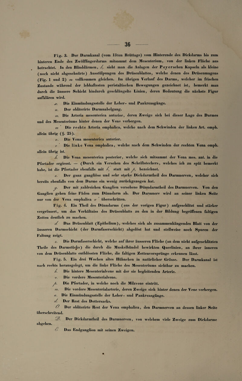a>. 't/. Fig. 3. Der Darmkanal (vom 13teil Brüttage) vom Hinterende des Dickdarms bis zuni hinteren Ende des Zwölffingerdarms mitsammt dem Mesenterium, von der linken Fläche aus betrachtet. In den Blinddärmen, />, sieht man die Anlagen der Pej er sehen Kapseln als kleine (noch nicht abgeschnürte) Ausstülpungen des Drüsenblattes, welche denen des Drüsenmagens (Fig. 1 und 2) m vollkommen gleichen. Im übrigen Verlauf des Darms, welcher im frischen Zustande während der lebhaftesten peristaltischen Bewegungen gezeichnet ist, bemerkt man durch die äussere Schicht hindurch geschlängelte Linien, deren Bedeutung die nächste Figur aufklären wird. Die Einmündungsstelle der Leber- und Pankreasgänge. Der obliterirte Darmnabelgang. tu. Die Arteria mesenterica anterior, deren Zweige sich bei dieser Lage des Darmes und des Mesenteriums hinter denen der Vene verbergen. m Die rechte Arteria omphalica, welche nach dem Schwinden der linken Art. omph. allein übrig (§. 25). v. Die Vena mesenterica anterior. v Die linke Vena omphalica, welche nach dem Schwinden der rechten Vena omph. allein übrig ist. /t. Die Vena mesenterica posterior, welche sich mitsammt der Vena nies. ant. in die Pfortader ergiesst. — (Durch ein Versehen des Schriftstechers, welches ich zu spät bemerkt habe, ist die Pfortader ebenfalls mit //, statt mit /t, bezeichnet. e. Der ganz gangliöse und sehr starke Dickdarmtheil des Darmnerven, welcher sich bereits ebenfalls von dem Darme ein wenig zurückgezogen hat. a. Der mit zahlreichen Ganglien versehene Dünndarmtheil des Darmnerven. Von den Ganglien gehen feine Fäden zum Dünndarm ab. Der Darmnerv wird an seiner linken Seite nur von der Vena omphalica ^ überschritten. Fig. 4. Ein Theil des Dünndarms (aus der vorigen Figur) aufgeschlitzt und stärker vergrössert, um das Verhältniss des Drüsenblatts zu den in der Bildung begriffenen faltigen Zotten deutlich zu machen. r/ Das Dr üsenhlatt (Epithelium), welches sich als zusammenhängendes Blatt von der äusseren Darmschicht (der Darmfaserschicht) abgelöst hat und stellweise noch Spuren der Faltung zeigt. Die Darmfaserschicht, welche auf ihrer äusseren Fläche (an dem nicht aufgeschlitzten Theile des Darmstücks) die durch die Muskelbündel bewirkten Querlinien, an ihrer inneren von dem Drüsenblatte entblössten Fläche, die faltigen Zottenvorsprünge erkennen lässt. Fig. 5. Ein drei Wochen altes Hühnchen in natürlicher Grösse. Der Darmkanal ist nach rechts herausgelegt, um die linke Fläche des Mesenteriums sichtbar zu machen. /. Die hintere Mesenterialvene mit der sie begleitenden Arterie. Die vordere Mesenterialvene. Die Pfortader, in welche noch die Milzvene eintritt. Die vordere Mesenterialarterie, deren Zweige sich hinter denen der Vene verbergen. Die Einmündungsstelle der Leber- und Pankreasgänge. Der Best des Dottersacks. O. Der obliterirte Rest der Vena omphalica, den Darmnerven an dessen linker Seite überschreitend. Der Dickdarmtheil des Darmnerven, von welchem viele Zweige zum Dickdarme ■v. /, m. a. t/. abgehen. £ Das Endganglion mit seinen Zweigen.