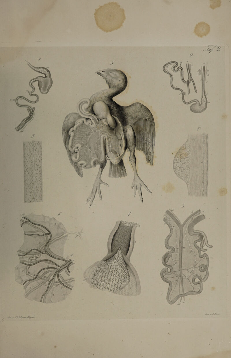 ■ a JJ/Ä/nim Maensr /res/, n /~ JTrrrrs.