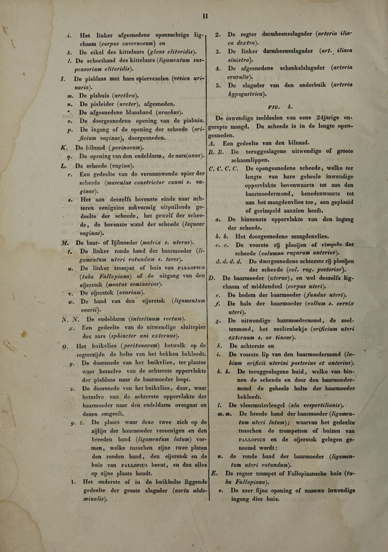 \ 1 \ V i. Het linker afgesnedene sponsachtige lig- chaam (corpus cavernosum) en k. De eikel des kittelaars (glans clitoridis). l. De schortband des kittelaars (ligamentum sus- pensorium clitoridis'). J. De pisblaas met hare spiervezelen (vesica uri- naria). m. De pisbuis (urethra). n. De pisleider (ureter), afgesneden. * De afgesnedene blaasband (itrachus). o. De doorgesnedene opening van de pisbuis. p. De ingang of de opening der scheede (ori- ficium vaginae), doorgesneden. K. De bilnaad (perinaeum). q. De opening van den endeldarm, de aars(a;ms). L. Dc scheede (vagina). r. Een gedeelte van de vernaauwende spier der scheede (musculus constrictor cunni s. va¬ ginae). s. Het aan deszelfs bovenste einde naar ach¬ teren eenigzins zakvormig uitpuilende ge¬ deelte der scheede, het gewelf der schee- * de, de bovenste wand der scheede (faquear vaginae). Hf. De baar- of lijfmoeder (matrix s. uterus). t. De linker ronde band der baarmoeder (li¬ gamentum uteri rotundum s. teres). u. De linker trompet of buis van fali.opitjs (tuba Fallopiana) of de uitgang van den eijerstok (meatus seminarius). v. De eijerstok (ovarium). ie. De band van den eijerstok (ligamentum ovarit). j\. ff, De endeldarm (intestinum rectum). X. Een gedeelte van de uitwendige sluitspier des aars (sphincter ani externus). O, Het buikvlies (peritonaeum) hetwelk op de regtcrzijde de holte van het bekken bekleedt. y. De doorsnede van het buikvlies, ter plaatse waar hetzelve van de achterste oppervlakte der pisblaas naar de baarmoeder loopt. z. De doorsnede van het buikvlies, daar, waar hetzelve van de achterste oppervlakte der baarmoeder naar den endeldarm overgaat en dezen om geeft. y. z. De plaats waar deze twee zich op de zijlijn der baarmoeder vereenigen en den breeden band (ligamentum latum) vor¬ men, welke tusschen zijne twee platen den ronden band, den eijerstok en de buis van fallopiu.s bevat, en dus alles op zijne plaats houdt. 1. Het onderste of in de buikholte liggende gedeelte der groote slagader (aorta abdo¬ minalis). 2. De regter darmbeensslagader (at'teria ilia- ca dextra). 3. De linker darmbeensslagader (art. iliaca sinistra). 4. De afgesnedene schenkelslagader (arteria cruralis). 5. De slagader van den onderbuik (arteria hypogastrica). FIG. U. De inwendige teeldeelen van eene 24jarige on¬ gerepte maagd. De seheede is in de lengte open¬ gesneden. A. Een gedeelte van den bilnaad. B. B. De teruggeslagene uitwendige of groote schaamlippen. C. C. C. C. De opengesnedene scheede, welke ter lengte van hare geheele inwendige oppervlakte bovenwaarts tot aan den baarrnoedermond, benedenwaarts tot aan het maagdenvlies toe, een geplooid of gerimpeld aanzien heeft. a. De binnenste oppervlakte van den ingang der scheede. b. b. Het doorgesnedene maagdenvlies. c. c. De voorste rij plooijen of rimpels der scheede (columna rugarum anterior). d. d. d. d. De doorgesnedene achterste rij plooijen der scheede (col. rug. posterior). I). De baarmoeder (uterus), en wel deszelfs lig- chaam of middendeel (corpus uteri). e. De bodem der baarmoeder (fundus uteri). f. De hals der baarmoeder (collum s. cervix uteri). g. De uitwendige baarrnoedermond, de zeel- tenmond, het zeeltenbekje (orificium uteri extcrnum s. os tincae). h. De achterste en i. De voorste lip van den baarrnoedermond (la- bium orificii uterini posterius et anterius). k. k. De teruggeslagene huid, welke van bin¬ nen de scheede en door den baarmoeder- mond de geheele holte der baarmoeder bekleedt. l. De vleermuisvleugel (ala vespertilionis). m. m. De breede band der baarmoeder (ligamen¬ tum uteri latum); waarvan het gedeelte tusschen de trompetten of buizen van faiiLopius en de eijerstok gelegen ge¬ noemd wordt: n. de ronde band der baarmoeder (ligamen¬ tum uteri rotundum). E. De regter trompet of Fallopiaansche buis (tu¬ ba Fallopiana). o. De zeer fijne opening of naauwe inwendige ingang dier buis.