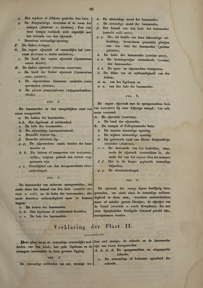 p. Het wijdere of dikkere gedeelte dier buis. q. De franjeachtige uiteinden of de zoom der trompet (fimbriae s. laciniae). Een van deze franjes verbindt zich eigenhjk met het uiteinde van den eijerstok. * Derzelver uitwendige opening. JF. De linker trompet. Gr. De regter eijerstok of vrouwelijke bal (ova¬ rium dextrum s. testis muliebris). r. De band der regter eijerstok (Ugamentum ovarii dextri). H. De linker eijerstok (ovarium sinistrum). I s. De band der linker eijerstok (Ugamentum ovar. sinistri). 1. De afgesnedene binnenste zaadader {vena spermatica interna). 2' De plexus pampiniformis (wijngaardranken- vlecht). FJG. 5. De baarmoeder in den maagdelijken staat van voren voorgesteld. a. De bodem der baarmoeder. b. b. Het ligchaam of middendeel. c. De hals der baarmoeder. d. De uitwendige baarmoedermond. e. Deszelfs voorste lip. ƒ. Deszelfs achterste lip. g. g. De afgesnedene ronde banden der baar¬ moeder en h. h. De buizen of trompetten van fallofius, welke, wegens gebrek aan ruimte weg¬ genomen zijn. *. i. Overblijfsel van den doorgesnedenen vleer¬ muisvleugel. FJG. 6. De baarmoeder van achteren opengesneden, ten einde alzoo het kanaal van den hals (canalis cer- vicis s. colli) en de holte der baarmoeder, als¬ mede derzelver zelfstandigheid open te kunnen leggen. a. De bodem der baarmoeder. b. b. Het ligchaam of middendeel derzelve. c. c. De hals der baarmoeder. d. De uitwendige mond der baarmoeder. e. De inwendige mond der baarmoeder. f* Het kanaal van den hals der baarmoeder (canalis colli uteri). g. g. De, uit hoofde van hare takvormige uit¬ breiding, levensboom genoemde plooijen van den hals der baarmoeder (palmae plicatae). h. De holte der baarmoeder (cavitas uteri). i. i. De hoornsgewijze uitsteeksels (cornua) der baarmoeder. k. k. De open- en afgesnedene trompetten. l. De dikte van de zelfstandigheid van den bodem, m. m. van het ligchaam en n. n. van den hals der baarmoeder. FJG. 7. De regter eijerstok met de opengesnedene buis van FALLOPius bij eene 22jarige maagd, van ach¬ teren vertoond. A. De eijerstok {ovarium). a. De band des eijerstoks. B. De trompet of Fallopiaansche buis. b. De naauwe inwendige opening. c. De wijdere uitwendige opening. d. De gekroesde rand van kleine franjeachtige uiteinden {fimbriae). e. e. De doorsnede van het buikvlies, waar¬ mede de eijerstok overtrokken is, als¬ mede die van het eigene vlies der trompet. f. f. Het in de lengte geplooide inwendige slijmvlies. g. g. De vleermuisvleugeh FJG. 8. / De eijerstok der vorige figuur loodlijnig door* gesneden, ten einde alzoo de inwendige zelfstan¬ digheid te doen zien, waardoor onderscheidene meer of minder groote blaasjes, de eijertjes van de Graaf {vesicula s. ovula Graafiana) die met eene lijmphatieke bleekgele vloeistof gevuld zijn, waargenomen worden. V er klaring der Plaat , Deze plaat bevat do inwendige vrouwelijke teel- deelen van een kind, het gele ligchaam en de zwangere baarmoeder in hare gewone ligging. FJG. J. De inwendige teeldeelen van een weinige we¬ ken oud meisje; de scheede en de baarmoeder zijn van voren doorgesneden. A. A. A. A. De opengesnedene en uitgespreide * scheede. a. De uitwendige of buitenste spierhuid der scheede.