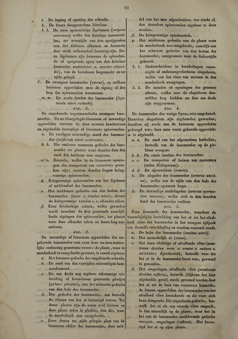 i. De ingang of opening der scheede. h. De dwars doorgesnedene kittelaar. I. I. De twee sponsachtige ligchaincn {corpora cavernosa) Avelke den kittelaar zamenstel- len, ter weerzijde van den opstijgenden arm des zitbeens afkomen en daarmede / door sterk celleweefsel bevestigt zijn. De¬ ze ligchamen zijn benevens de ophouden¬ de of oprigtende spier van den kittelaar (masculus sustentator s. erector clitori- dis), van de beenderen losgemaakt en ter zijde gelegd. C. De zwangere baarmoeder {uterus), op welkers buitenste oppervlakte men de rigting of den loop der spiervezelen waarneemt. ui. ui. De ronde banden der baarmoeder (liga- menta uteri rotunda). FIG. 2. De omgekeerde negenmaandsche zwangere baar¬ moeder. De mi blootgelegde binnenste of inwendige oppervlakte vertoont de door iiunter beschrevene en afgebeelde inwendige of binnenste spiervezelen. a. De verslapte uitwendige mond der baarmoe¬ der (orificium uteri externum). b. b. Het onderste naauwere gedeelte der baar¬ moeder ter plaatse waar dezelve door den rand des bekkens wras ontgeven. C.‘c. Borstels, welke in de binnenste openin- gen der trompetten van fallopïus gesto¬ ken zijn; rondom dezelve loopen kring¬ vormige spiervezelen. d. Kringvormige spiervezelen van het ligchaam of middendeel der baarmoeder. e. Het middenste gedeelte van den bodem der baarmoeder (basis s. futidus uteri), alwaar de kringvormige vezelen c. c. elkander raken. f. Eene driehoekige ruimte, welke gevonden wordt tusschen de drie genoemde verschil¬ lende rigtingen der spiervezelen, ter plaatse waar deze elkander raken en haren loop ver¬ anderen. FIG. 3. De inwendige of binnenste oppervlakte der om¬ gekeerde baarmoeder van eene kort na eene natuur¬ lijke verlossing gestorvene vrouw; de plaats, waar de moederkoek is vastgehecht geweest, is vooral zigtbaar. a. Het bovenste gedeelte der omgekeerde scheede. b. De rand van den verwijden uitwendigen baar- moedermond. c. De ten deele nog ziglbare takvormige uit¬ breiding of levensboom genoemde plooijen {pahnae plicatae), aan het achterste gedeelte van den hals der baarmoeder. d. Dat gedeelte der baarmoeder, aan hetwelk de vliezen van het ei bevestigd waren. Ter dezer plaatse zijn de vaten Teel kleiner en deze plaats zelve is gladder, dan die, waar de moederkoek wras vastgehecht. e. Eene dunne ter zijde gelegde plaat van de binnenste vlakte der baarmoeder, door mid¬ del van het mes afgescheiden; ten einde al_ dus derzelver spiervezelen zigtbaar te doen worden. /. De kringvormige spierbundels. g. Het middenste gedeelte van de plaats waar de moederkoek was aangehecht, namelijk aan het achterste gedeelte van den bodem der baarmoeder, eenigermate naar de linkerzijde gekeerd. 1. 1. Onderscheidene in kronkelingen veree- nigde of ondereengevlochtene slagaderen, welke van liet vlies van hunter in den moederkoek overgingen. 3. 3. De monden of openingen der grootere aderen, welke met de slagaderen den- zelfden loop hielden en hier ten deele zijn weggenomen. FIG. 4. De baarmoeder der vorige figuur, niet omgekeerd. Derzelver slagaderen zijn zigtbaarder gewerden, doordien zij reeds aan de buitenste oppervlakte gedroogd was; hare naar voren gekeerde oppervlak¬ te is afgebeeld. a. a. De rand van het afgesnedene buikvlies, hetwelk van de baarmoeder op de pis- blaas overgaat. b. b. De ronde banden der baarmoeder. c. c. De trompetten of buizen van fallopïus {tubae Fallopianae). d. d. De eijerstokken {ovaria). 1. De slagader der baarmoeder {arteria uteri■ na), welke aan de zijde van den hals der baarmoeder opwaarts loopt. 2. De inwendige zaadslagader {arteria sperma- tica interna), wrelke zich in den breeden band der baarmoeder verliest. FIG. 5. Eene doorsnede der baarmoeder, waardoor de w aarschijnlijke betrekking van het ei tot het afval¬ lend vlies der baarmoeder in het vroegste tijdperk van deszelfs ontwikkeling en wasdom vertoond wordt. a. De holte der baarmoeder {caritas uteri). b. Het menschelijk ei (ovum). c. Het ware vlokkige of afvallende vlies {mem- brana decidua vera s. crassa s. caduca s. IWSTERI; Epichorion), hetwelk voor dat het ei in de baarmoeder bevat was, gevormd is geworden. d. Het omgeslagen afvallende vlies {membrana decidua refiexa), hetwelk (bhjkens het hier afgebeelde geval) zoude gevormd worden door het ei uit de buis van fallopïus komende, de binnen oppervlakte der baarmoeder van het afvallend vlies losmakende en dit voor zich heen dringende. Dit uitpuilende gédeelte, het¬ welk het ei als een tweede vlies omgeeft, is dan natuurlijk op de plaats, wraar het in het aan de baarmoeder vastklevende gedeelte overgaat, omgeslagen {refiexa). Het beves¬ tigd liet ei op zijne plaats.