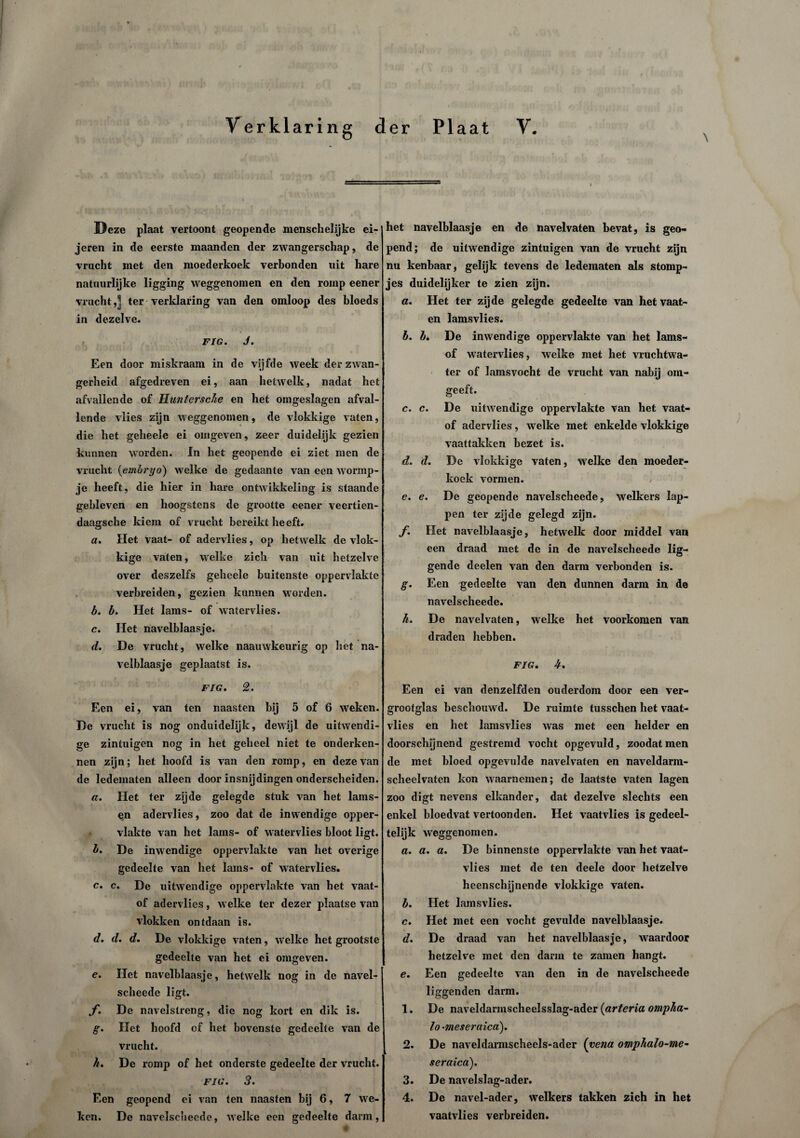 der Plaat V. V erklaring \ Deze plaat vertoont geopende menschelijke ei- jeren in de eerste maanden der zwangerschap, de vrucht met den moederkoek verbonden uit hare natuurlijke ligging weggenomen en den romp eener vrucht,] ter verklaring van den omloop des bloeds in dezelve. FIG. J. Een door miskraam in de vijfde week der zwan¬ gerheid afgedreven ei, aan hetwelk, nadat het afvallende of Hunter sehe en het omgeslagcn afval¬ lende vlies zijn weggenomen, de vlokkige vaten, die het geheele ei omgeven, zeer duidelijk gezien kunnen worden. In het geopende ei ziet men de vrucht (embryo) welke de gedaante van een wormp¬ je heeft, die hier in hare ontwikkeling is staande gebleven en hoogstens de grootte eener veertien- daagsche kiem of vrucht bereikt heeft. a. Het vaat- of adervlies, op hetwelk de vlok¬ kige vaten, welke zich van uit hetzelve over deszelfs geheele buitenste oppervlakte verbreiden, gezien kunnen worden. b. b. Het lams- of watervlies. c. Het navelblaasje. d. De vrucht, welke naauwkeurig op het na¬ velblaasje geplaatst is. FIG. 2. Een ei, van ten naasten bij 5 of 6 weken. De vrucht is nog onduidelijk, dewijl de uitwendi¬ ge zintuigen nog in het geheel niet te onderken¬ nen zijn; het hoofd is van den romp, en deze van de ledematen alleen door insnijdingen onderscheiden. a. Het ter zijde gelegde stuk van het lains- ^n adervlies, zoo dat de inwendige opper¬ vlakte van het lams- of watervlies bloot ligt. b. De inwendige oppervlakte van het overige gedeelte van het lams- of watervlies. c. c. De uitwendige oppervlakte van het vaat- of adervlies, welke ter dezer plaatse van vlokken ontdaan is. d. d. d. De vlokkige vaten, welke het grootste gedeelte van het ei omgeven. e. Het navelblaasje, hetwelk nog in de navel- scheede ligt. f. De navelstreng, die nog kort en dik is. g. Het hoofd of het bovenste gedeelte van de vrucht. k. De romp of het onderste gedeelte der vrucht. FIG. 3. Een geopend ei van ten naasten bij 6, 7 we¬ ken. De navelscheede, welke een gedeelte darm, het navelblaasje en de navelvaten bevat, is geo¬ pend; de uitwendige zintuigen van de vrucht zijn nu kenbaar, gelijk tevens de ledematen als stomp¬ jes duidelijker te zien zijn. a. Het ter zijde gelegde gedeelte van het vaat- en lamsvlies. b. b. De inwendige oppervlakte van het lams- of watervlies, welke met het vruchtwa¬ ter of lamsvocht de vrucht van nabij om¬ geeft. c. c. De uitwendige oppervlakte van het vaat- of adervlies, welke met enkelde vlokkige vaattakken bezet is. d. d. De vlokkige vaten, welke den moeder¬ koek vormen. , e. e. De geopende navelscheede, welkers lap¬ pen ter zijde gelegd zijn. f. Het navelblaasje, hetwelk door middel van een draad met de in de navelscheede lig¬ gende deelen van den darm verbonden is. g. Een gedeelte van den dunnen darm in de navelscheede. h. De navelvaten, welke het voorkomen van draden hebben. FIG. 4. Een ei van denzelfden ouderdom door een ver¬ grootglas beschouwd. De ruimte tusschen het vaat- vlies en het lamsvlies was met een helder en doorschijnend gestremd vocht opgevuld, zoodatmen de met bloed opgevulde navelvaten en naveldarm- scheelvaten kon waarnemen; de laatste vaten lagen zoo digt nevens elkander, dat dezelve slechts een enkel bloedvat vertoonden. Het vaatvlies is gedeel¬ telijk weggenomen. a. a. a. De binnenste oppervlakte van het vaat¬ vlies met de ten deele door hetzelve heenschijnende vlokkige vaten. b. Het lamsvlies. c. Het met een vocht gevulde navelblaasje. d. De draad van het navelblaasje, waardoor hetzelve met den darm te zamen hangt. e. Een gedeelte van den in de navelscheede liggenden darm. 1. De naveldarmscheelsslag-ader (arteria ompha- lo-meseraica). 2. De naveldarmscheels-ader (yena omphalo-me~ seraica). 3. De navelslag-ader. 4. De navel-ader, welkers takken zich in het vaatvlies verbreiden.