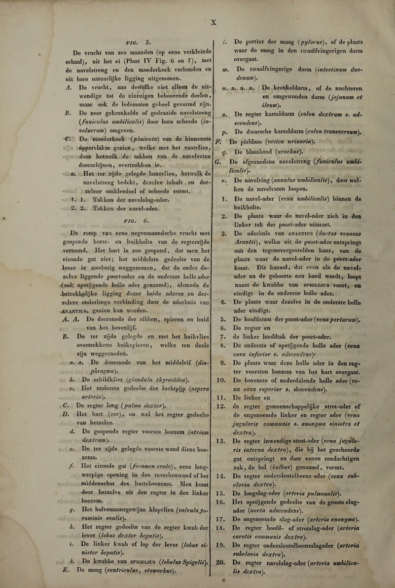FIG. 5. De vrucht van zes maanden (op eene verkleinde schaal), uit het ei (Plaat IV Fig. G en 7), met de navelstreng en den moederkoek verbonden en uit hare natuurlijke ligging uitgenomen. A. De vrucht, aan dewelke niet alleen de uit¬ wendige tot de zintuigen behoorcnde deelen, maar ook de ledematen geheel gevormd zijn. B. De zeer gekronkelde of gedraaide navelstreng (funiculus umbilicalis) door hare scheede (in- volucrmn) omgeven. C. De moederkoek (placenta) van de binnenste oppervlakte gezien, welke met het vaatvlies, door hetwelk de takken van de navelvaten doorschijnen, overtrokken is. ß. Het ter zijde gelegde lamsvlies, hetwelk de navelstreng bedekt, dezelve inhult en der- zelver omkleedsel of scheede vormt, f. 1. Takken der navelslag-ader. 2. 2. Takken der navel-ader. FIG. 6. ■ r • * J '> t • • ’ ’ • * *' De romp van eene negenmaandsche vrucht met geopende borst- en buikholte van de regterzijde vertoond. liet hart is zoo geopend, dat men het eironde gat ziet; het middelste gedeelte van de lever is zoodanig weggenomen, dat de onder de¬ zelve liggende poort-ader en de onderste holle ader (ook opstijgende holle ader genaamd), alsmede de -betrekkplijke ligging dezer beide aderen en der- zelver onderlinge verbinding door de aderbuis van AUANTius, gezien kan werden. A. A. De doorsnede der ribben, spieren en huid van het bovenlijf. B. De ter zijde gelegde en met het buikvlies overtrokkene buikspieren, welke ten deele zijn weggesneden. a. a. De doorsnede van het middelrif (dia- phragma). b. De schildklier (glandula thyreoïdea). c. liet onderste gedeelte der luchtpijp (aspera arteria). C. De ‘ regier long (pulmo dexter). J). Het hart (cor), en wel het regter gedeelte van hetzelve. d. De geopende regter voorste boezem (atrium dextrum). c. De ter zijde gelegde voorste wand diens boe¬ zems. f. Het eironde gat {foramen ovale), eene lang¬ werpige opening in den tusschenwand of het middenschot des harteboezems. Men komt door hetzelve uit den regter in den linker boezem. g. Het halvemaansgewijze klapvlies (valvulajo- raminis ovalis). h. Het regter gedeelte van de regter kwab der lever (lobus dexter hepatis). i. De linker kwab of lap der lever (lobus si• nister hepatis). k. De kwabbe van spigelius (lobulus Spigelii). E. De maag (ventriculus, stomachus). l. De portier der maag (pylorus), of de plaats waar de maag in den twaaJfvingerigcn darm overgaat. m. De twaalfvingerige darm (intestinum duo¬ denum). n. n. n. n. De kronkeldarm, of de nüchteren en omgewonden darm (jejunum et ileum). o. De regter karteldarm (coloti dextrum s. ad- scendens). p. De dwarsche karteldarm (colon transversum). F. De pisblaas (vesica urinaria). q. De Waashand (urachus). G. De afgesnedene navelstreng (,funiculus umbi¬ licalis). r. De navelring (annulus umbilicalis), door wel¬ ken de navelvaten loopen. 1. De navel-ader (vena umbilicalis) binnen de buikholte. 2. De plaats waar de navel-ader zich in den linker tak der poort-ader uitstort. 3. De aderbuis van arantius (ductus venosus Arantii), welke uit de poort-ader ontspringt aan den tegenovergesteïden kant, van de plaats waar de navel-ader in de poort-ader komt. Dit kanaal, dat even als de navel- ader na de geboorte een band wordt, loopt naast de kwabbe van spigeiuus voort, en eindigt in de onderste holle ader. 4. De plaats waar dezelve in de onderste holle ader eindigt. 5. De hoofdstam der poort-ader (vena portarum)* G. De regter en 7. de linker hoofdtak der poort-ader. 8. De onderste of opstijgende holle ader (vena cava inferior s. adscendensy 9. De plaats w aar deze holle ader in den reg¬ ter voorsten boezem van het hart overmaat. 10. De bovenste of nederdalende holle ader (ve¬ na cava superior s. desce.7idens). 11. De linker en 12* de regter gemeenschappelijke strot-ader of de ongenoemde linker en regter ader (vena jugularis communis s. a?ionyma sinistra et de x tra). 13. De regter inwendige strot-ader (vena jitgula- ris i?iterna dextra), die bij het gescheurde gat ontspringt en daar eenen rondachtigen zak, de bol {bulbus) genaamd, vormt. 14. De regter ondersleutelbeens-ader (vena sub¬ clavia dextra). 15. De longslag-ader (arteria pulmonalis). 16. Het opstijgende gedeelte van de groote slag¬ ader (aorta adscendens). 17. De ongenoemde slag-ader (arteria anonyma). 18. De regter hoofd- of strotslag-ader (arteria carotis communis dextra). 19. De regter ondersleutelbeensslagader (arteria subclavia dextra'). 20. De regter navelslag-ader (arteria umbilica¬ lis dextra).